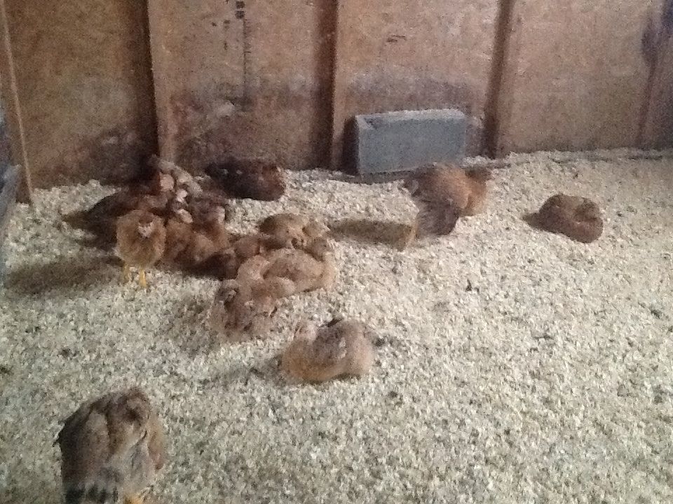 These were a slower growing mix meat bird called a Bonnie red from a local hatchery they looked promising as babies.....but not so many "red" birds when they grew up!