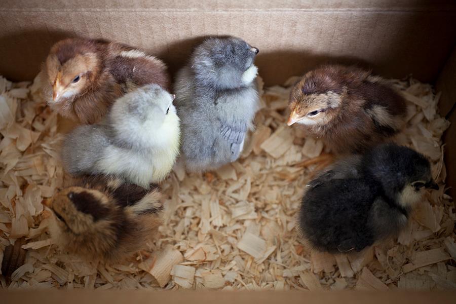 These were my first chicks!  Seems like ages ago!