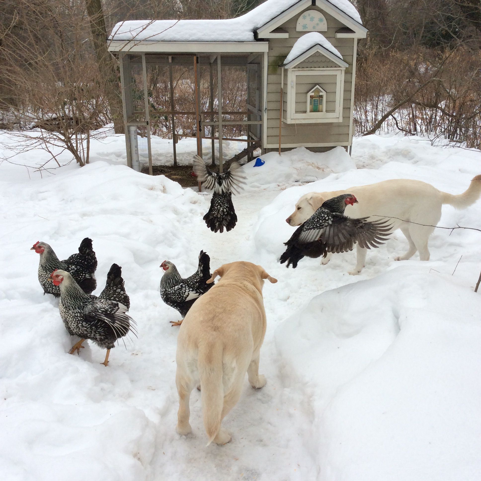 These  Wyandotte grew up with my well-behaved Labradors. ..we are just out stretching our wings... Feeling cooped up.