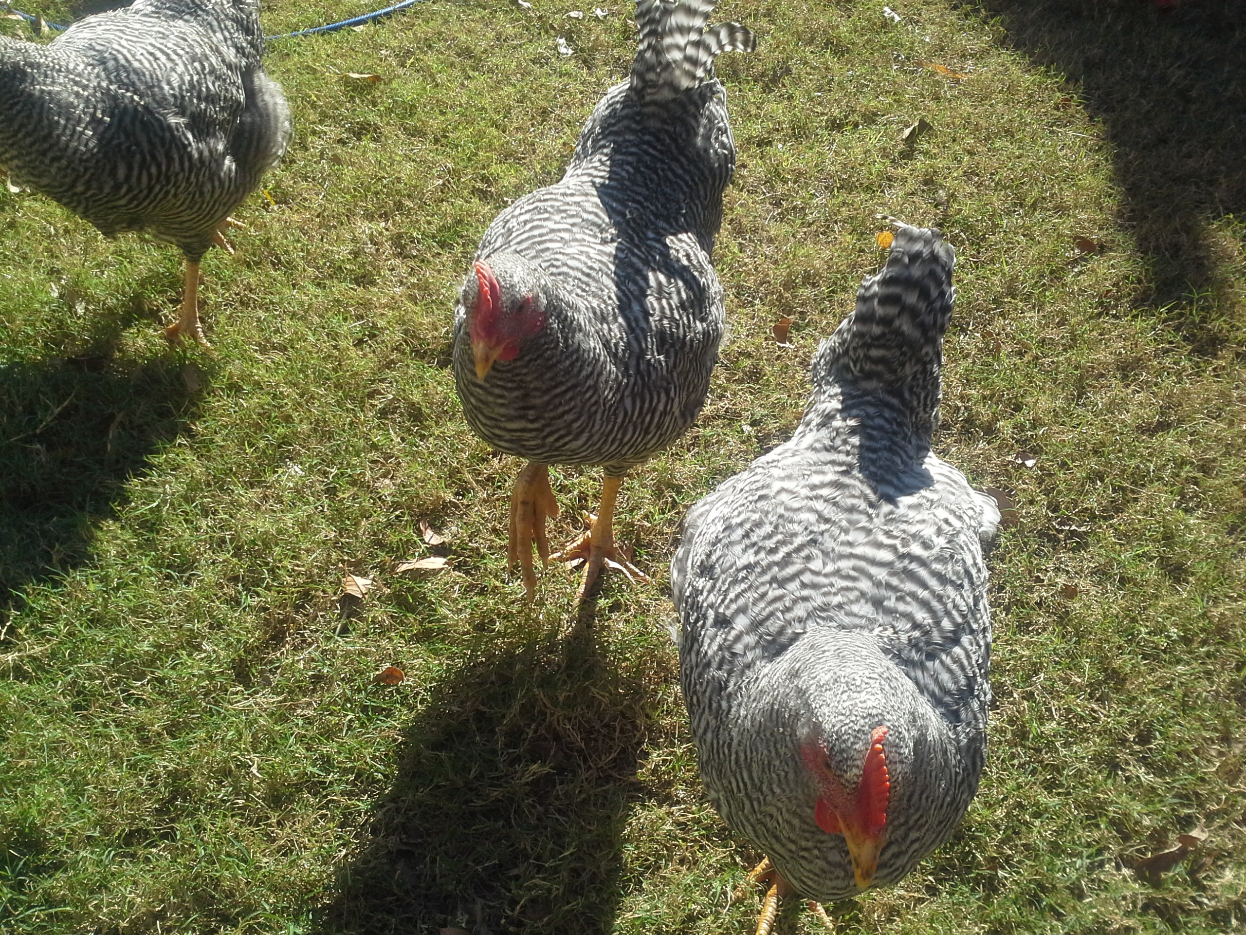 Thess roosters keep following me.