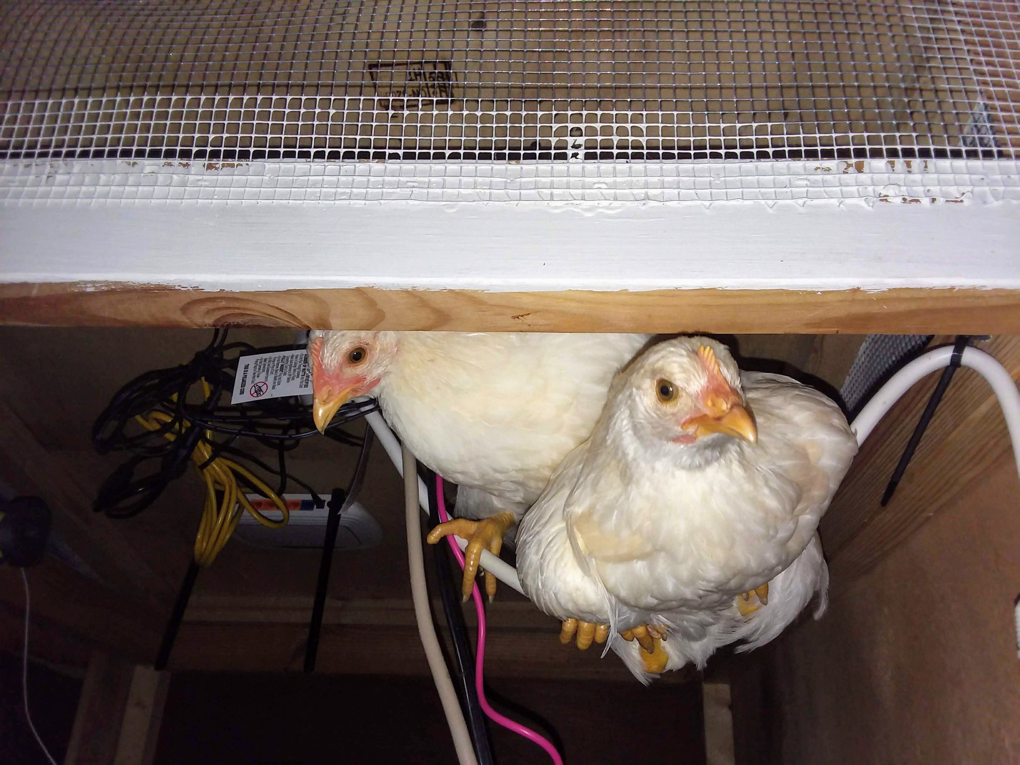 They absolutely have to get on anything higher than the roosts that they can sit on.