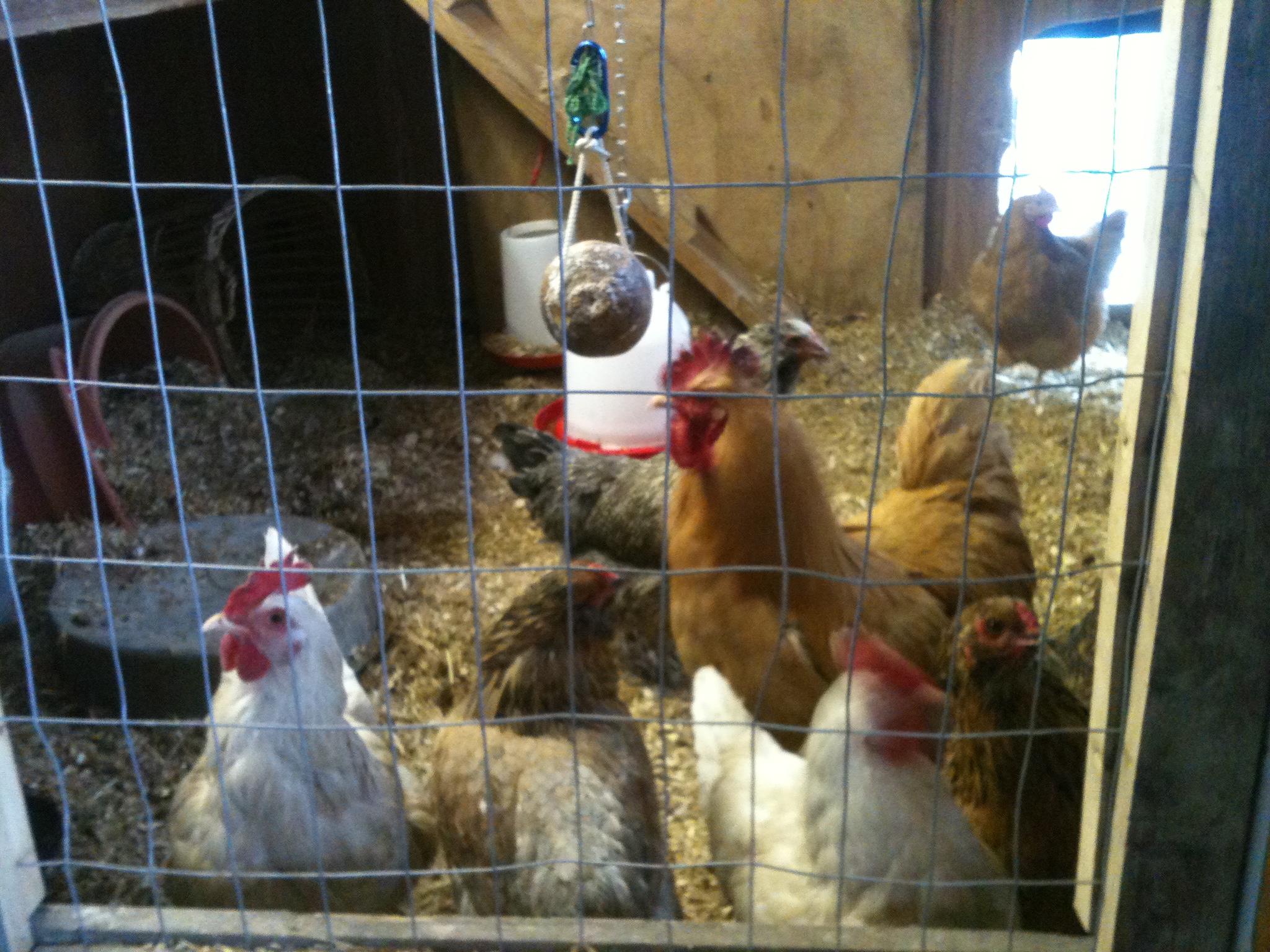 they all come running looking for their treats...
