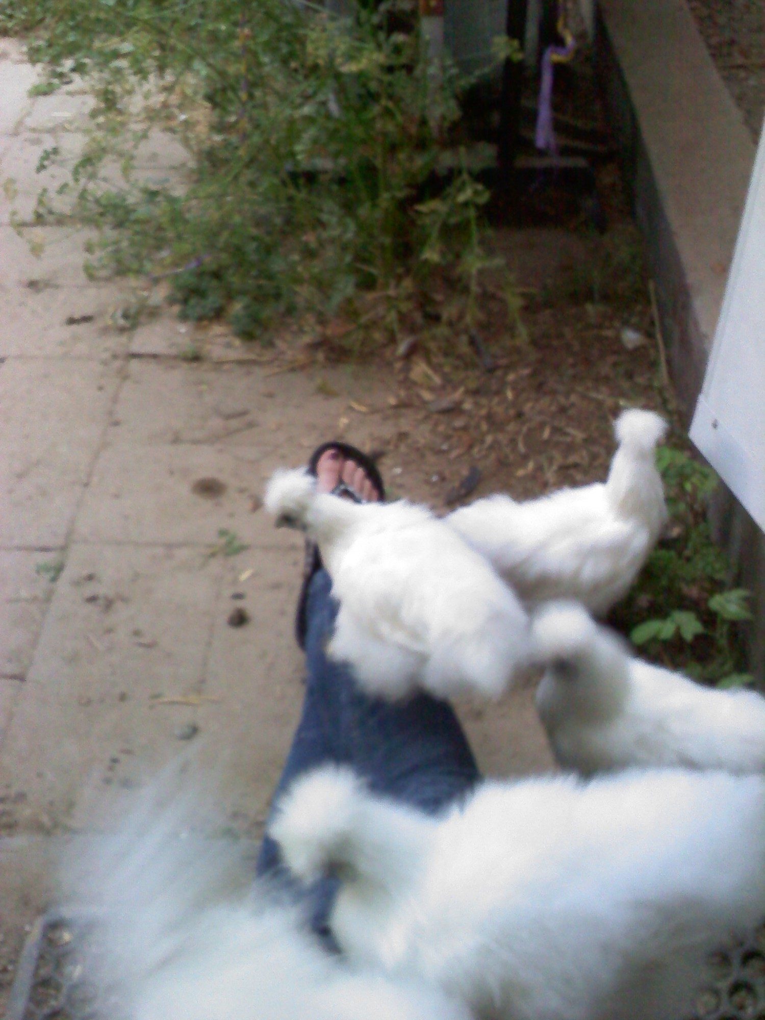 They all crawled on me while I was sitting watching them.
