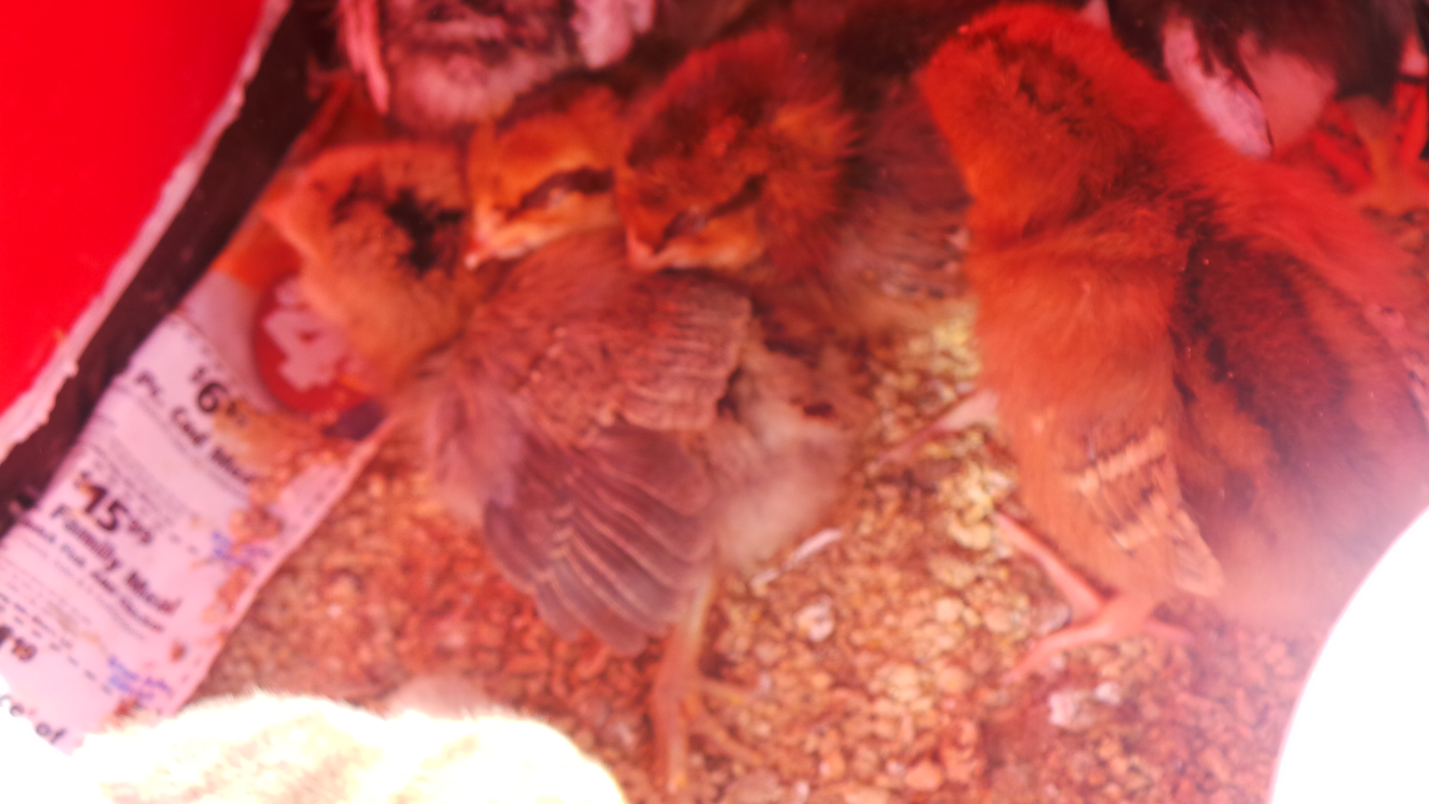 They all fell asleep in the shade.