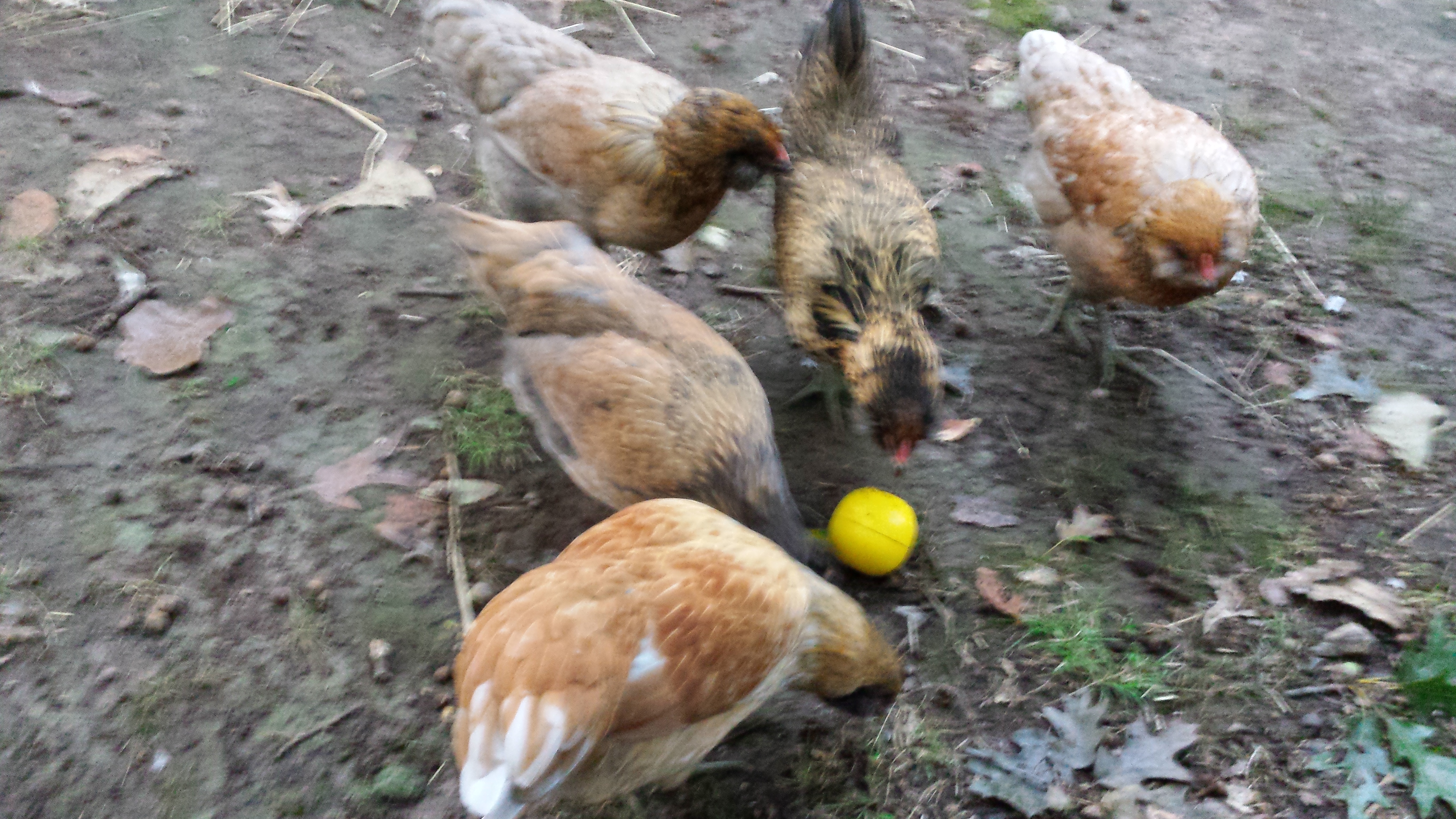 They all LOVE to play with the new chicken toy!
I fill it with goat feed