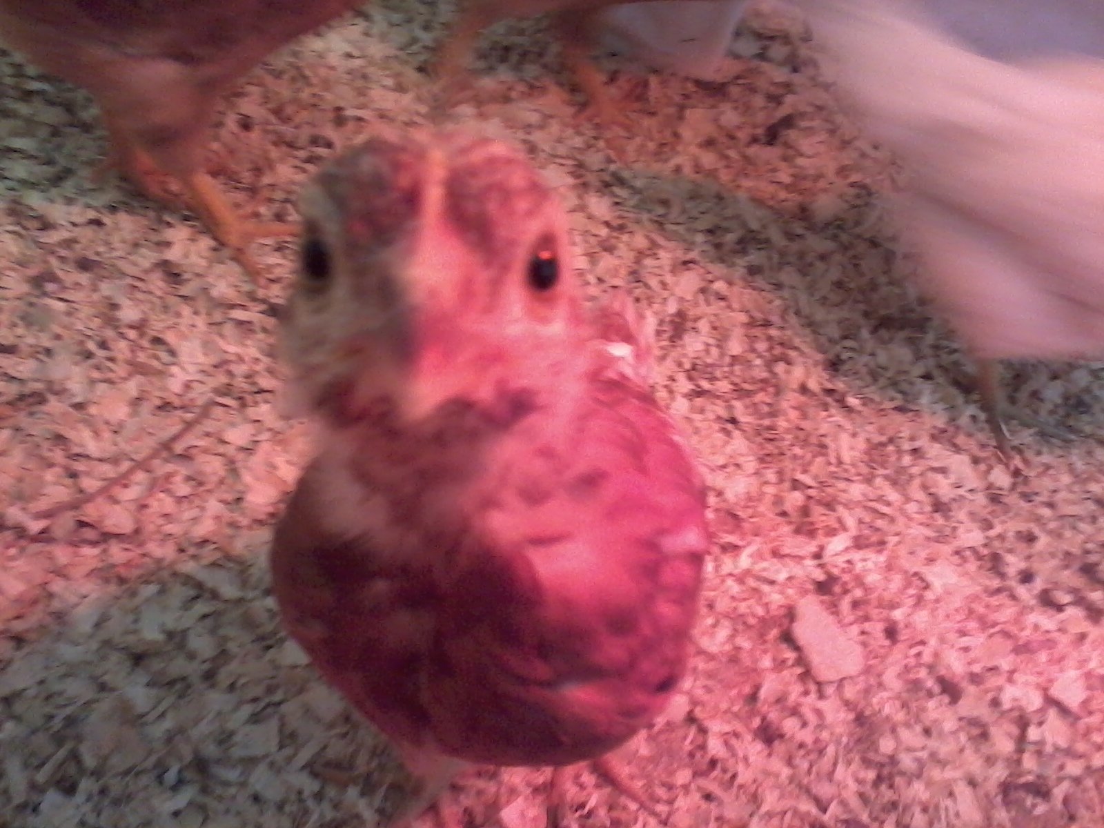 They all wanted to check out the "food" I was offering them. (4 Weeks)