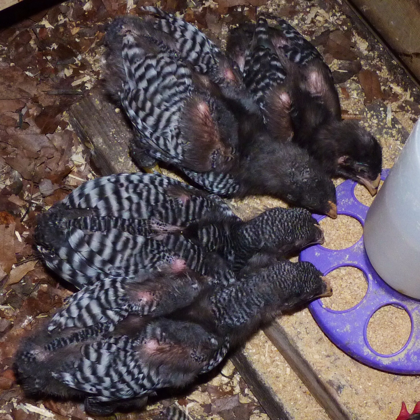 They almost look well-behaved. Don't believe it, the little hooligans.