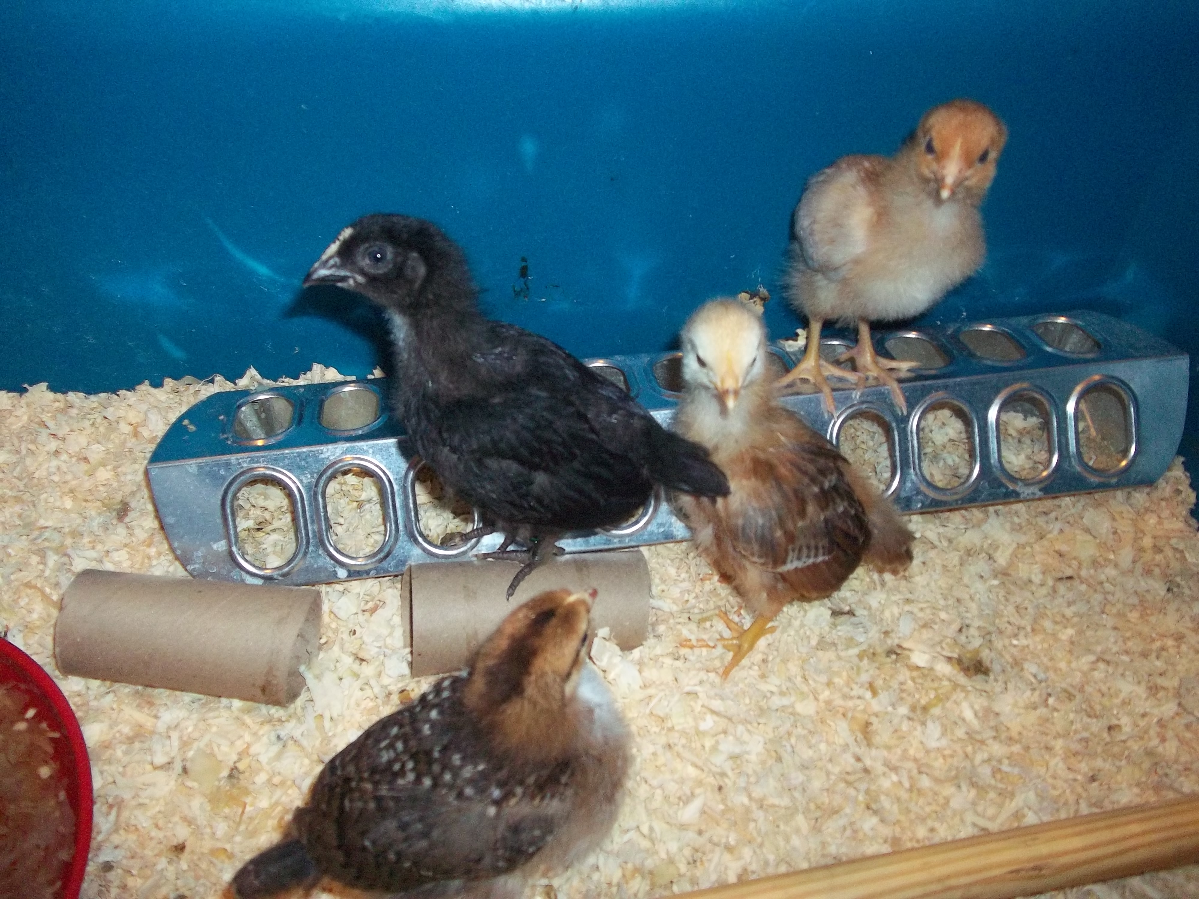 They are 2 weeks old now.