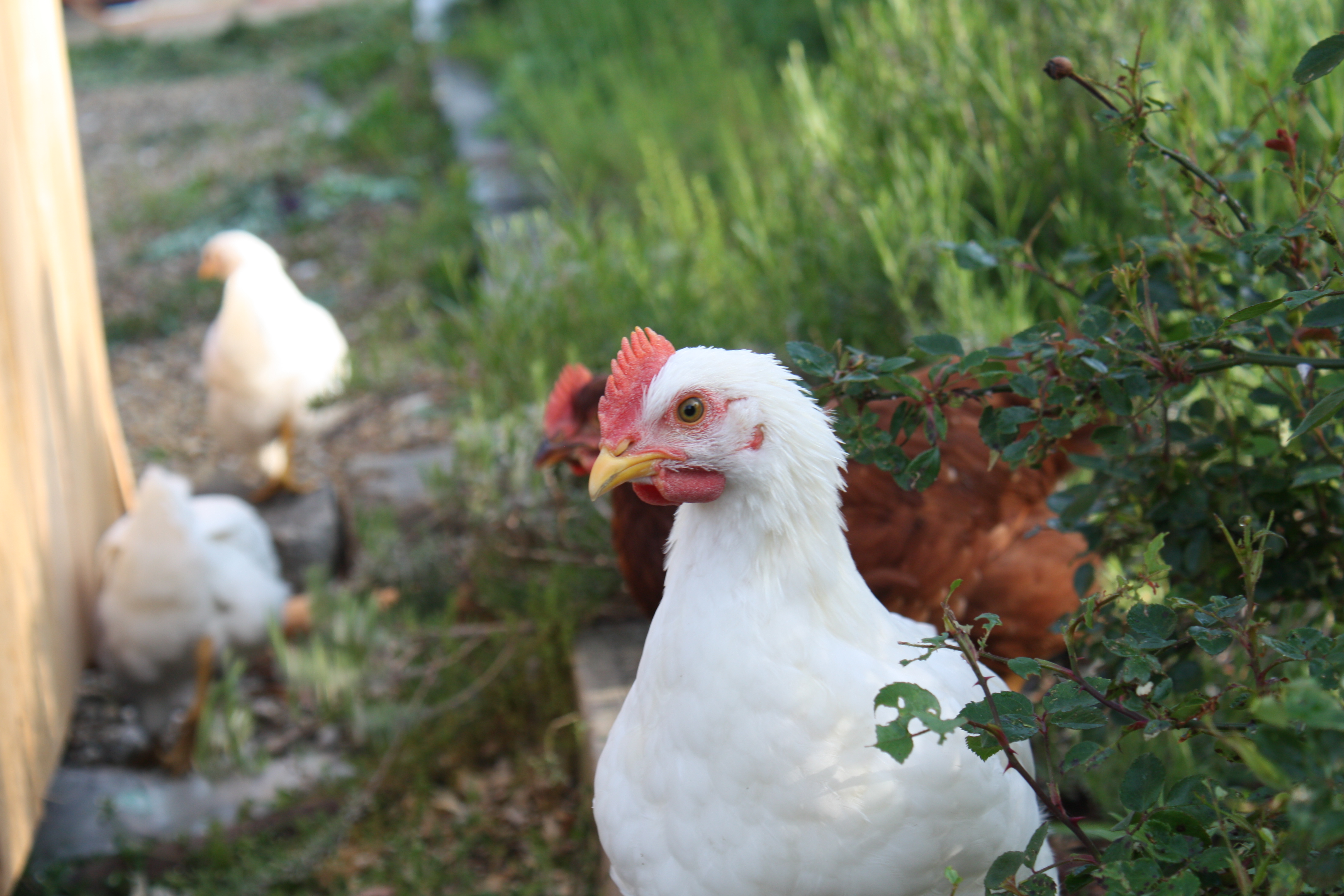 They are about 7 weeks old! Been in the coop for two weeks and doing great!