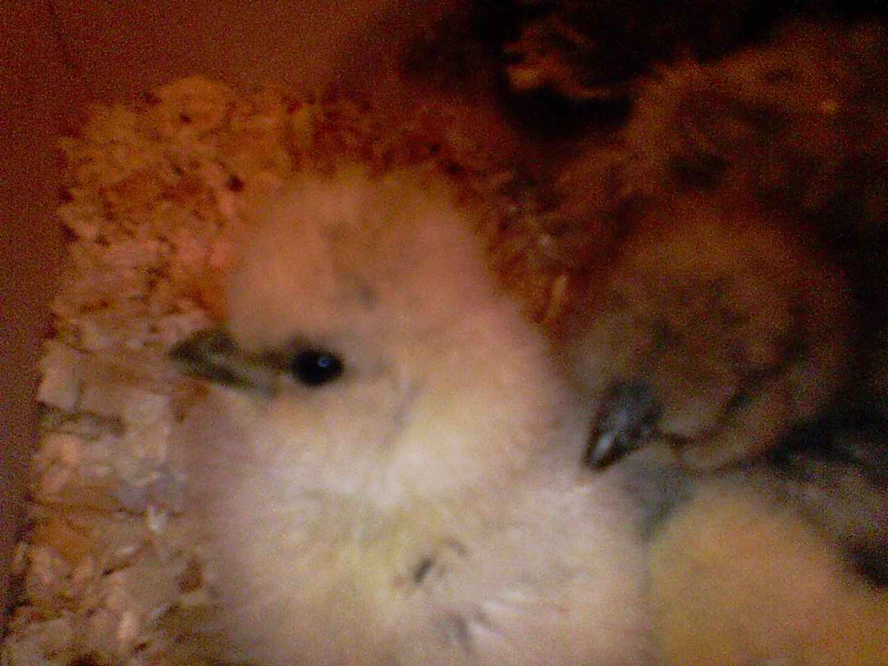 They are all bearded and have nice big puffs on their heads...