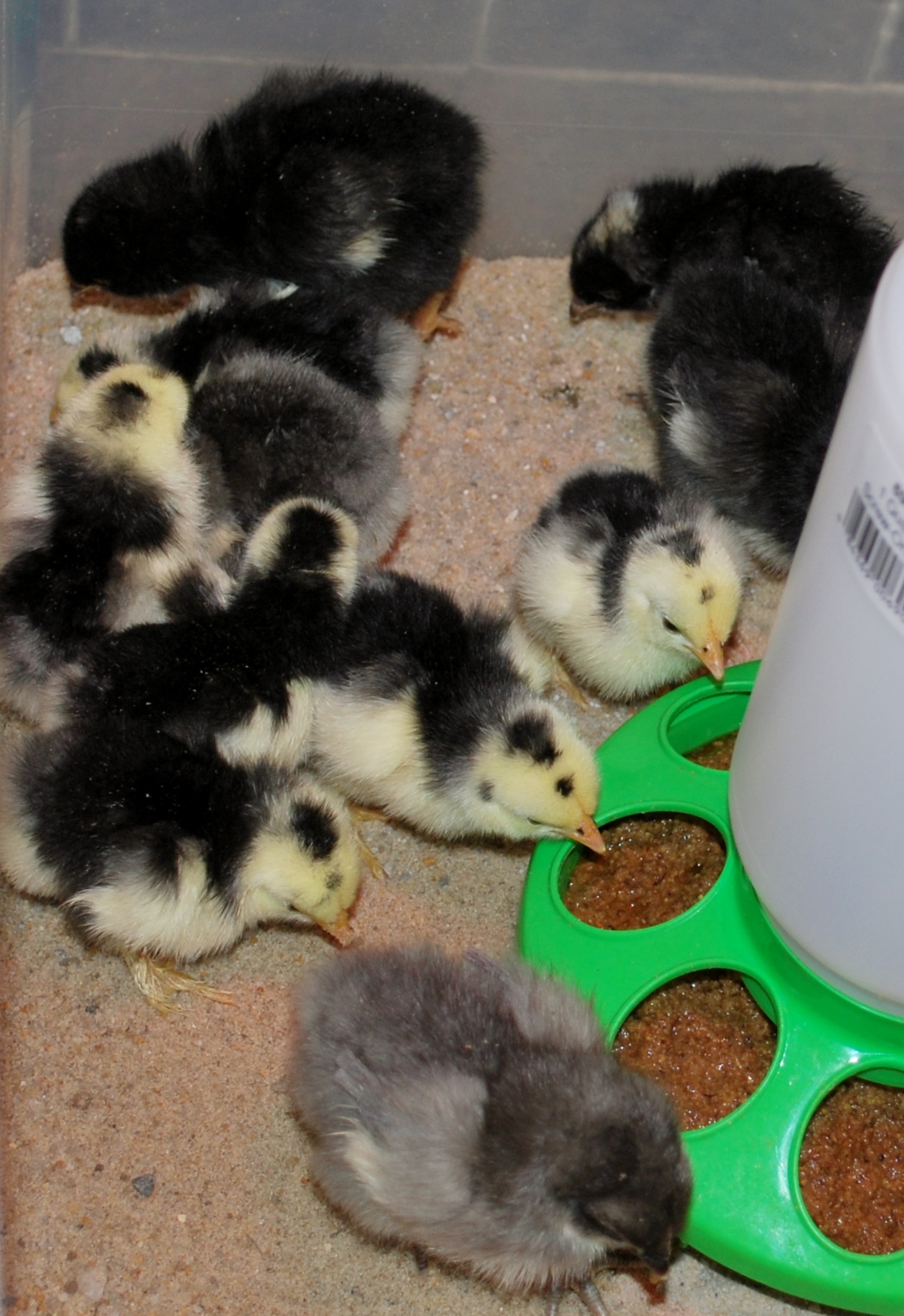 They are all so cute!