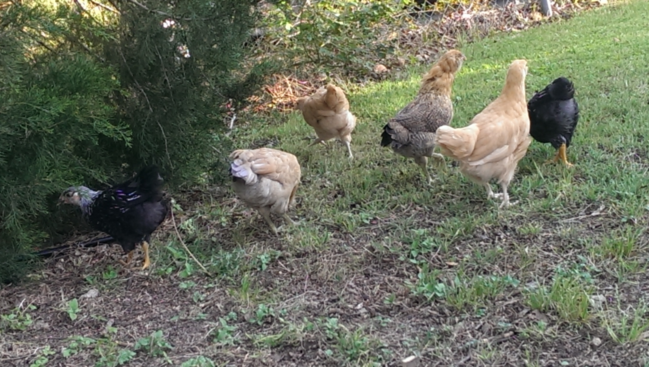 They are enjoying some yard time under the cedar tree