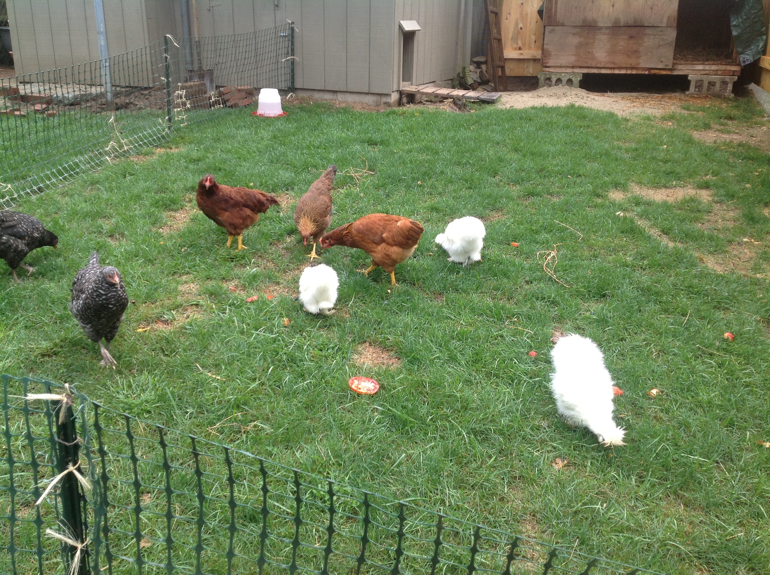 They are enjoying the excess tomatoes from the garden.