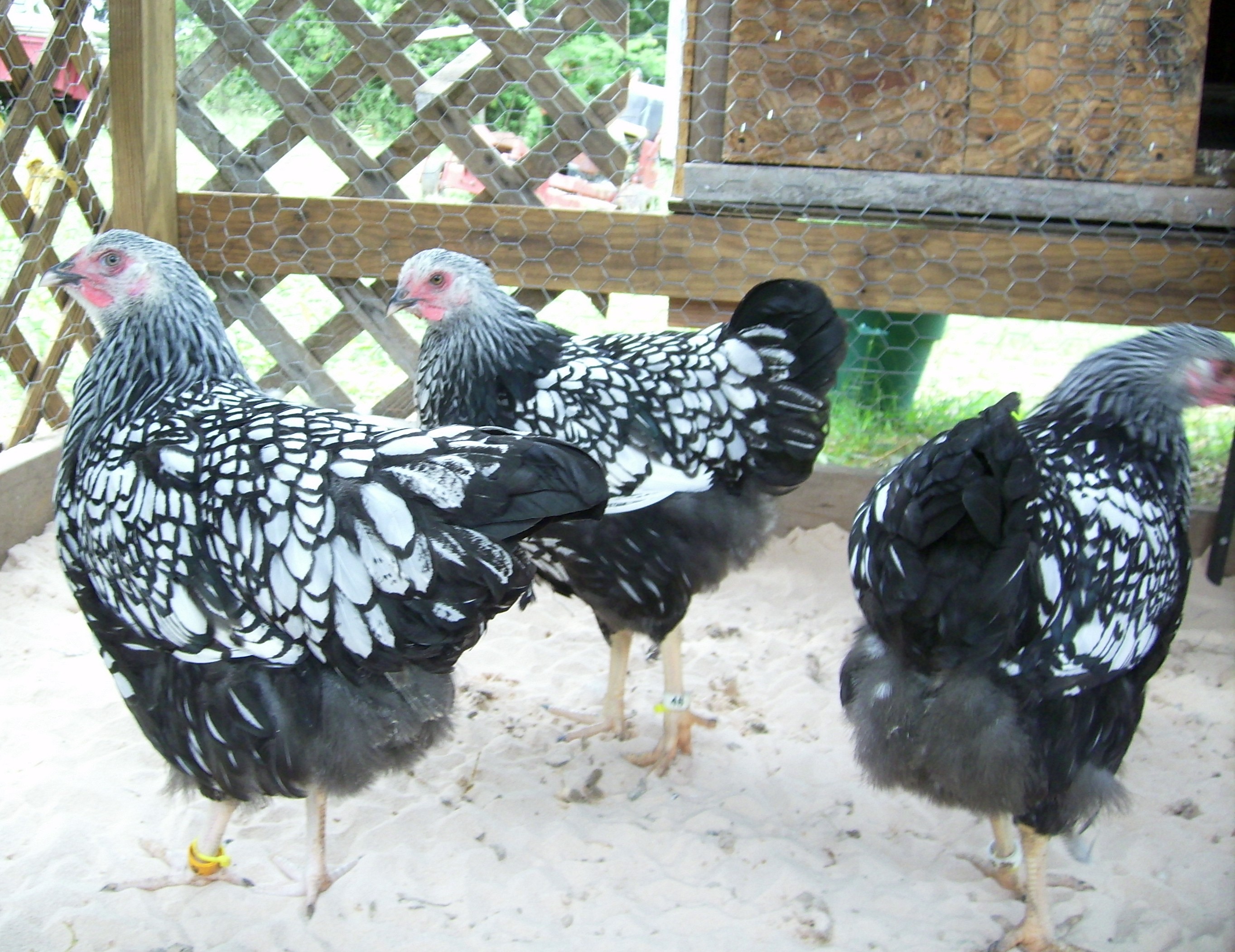 They are four months old. They are sweet and love to play tag with each other when they free range.