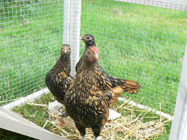They are getting nosey!