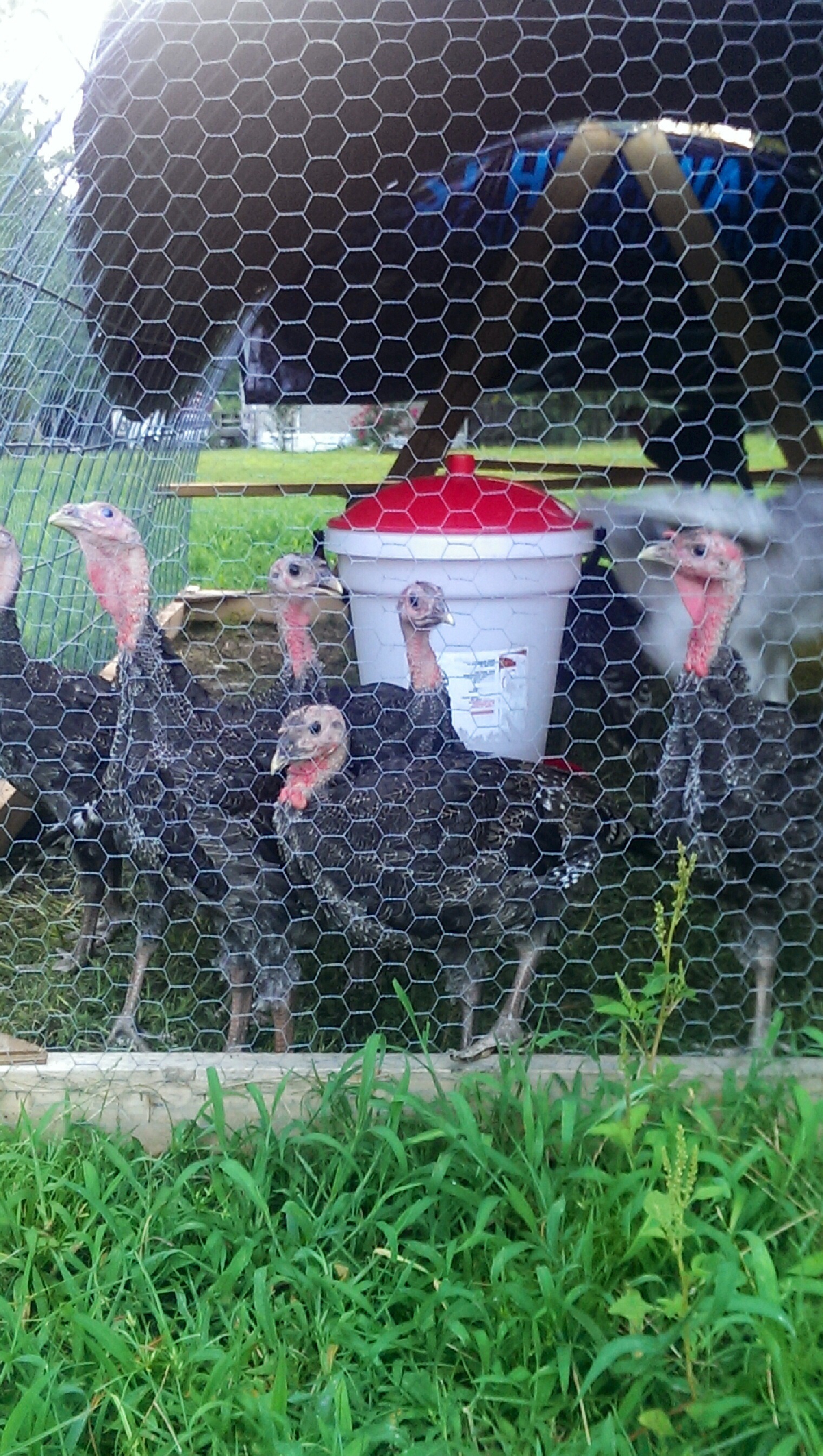They are going crazy because they see the watermelon I'm about to give them.