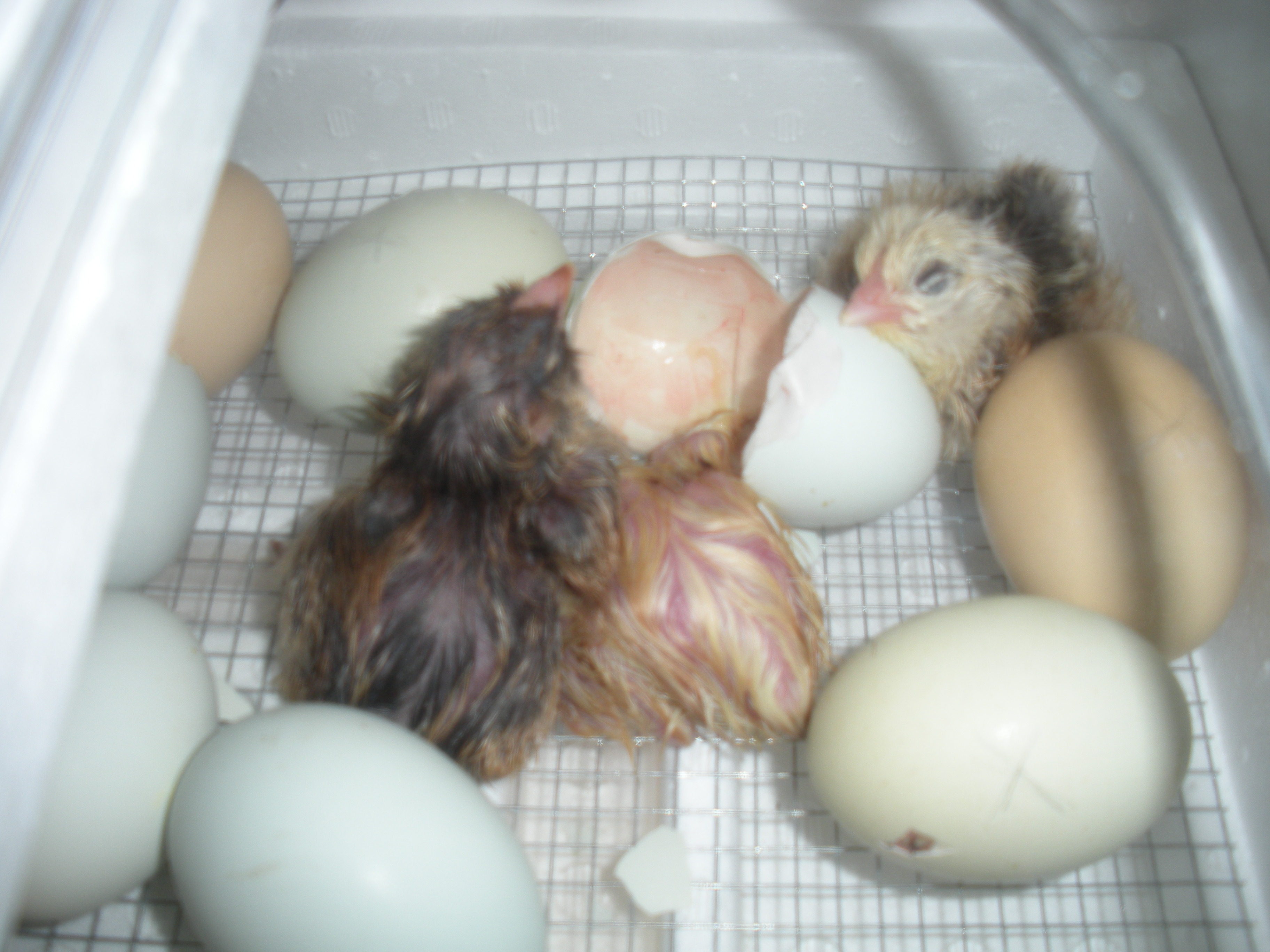 They are hatching...success!