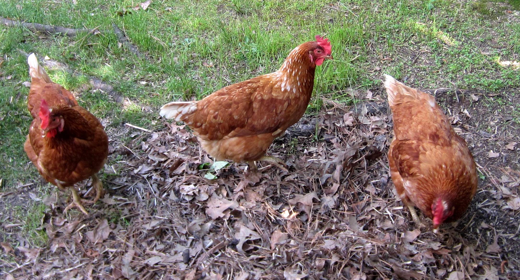 They are hens now and doing fine.