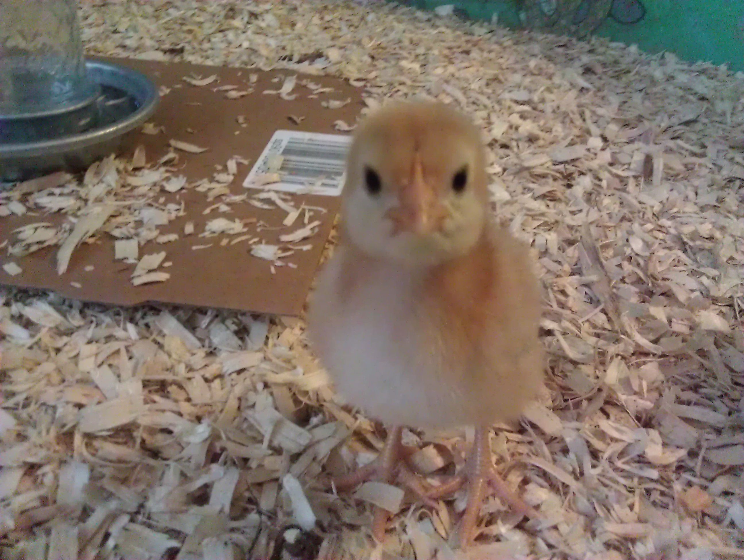they are incredibly curious