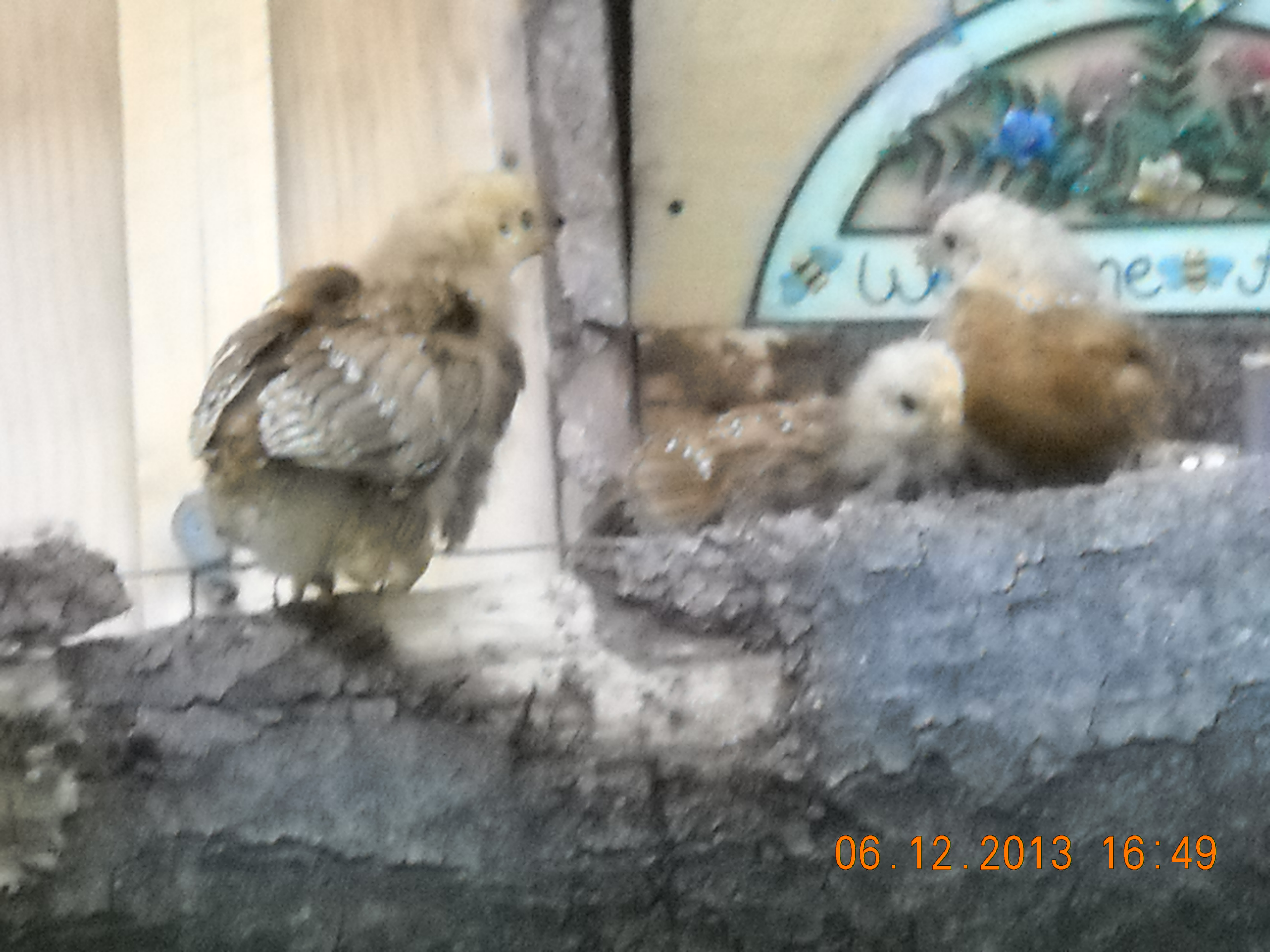 They are just do cute!!!