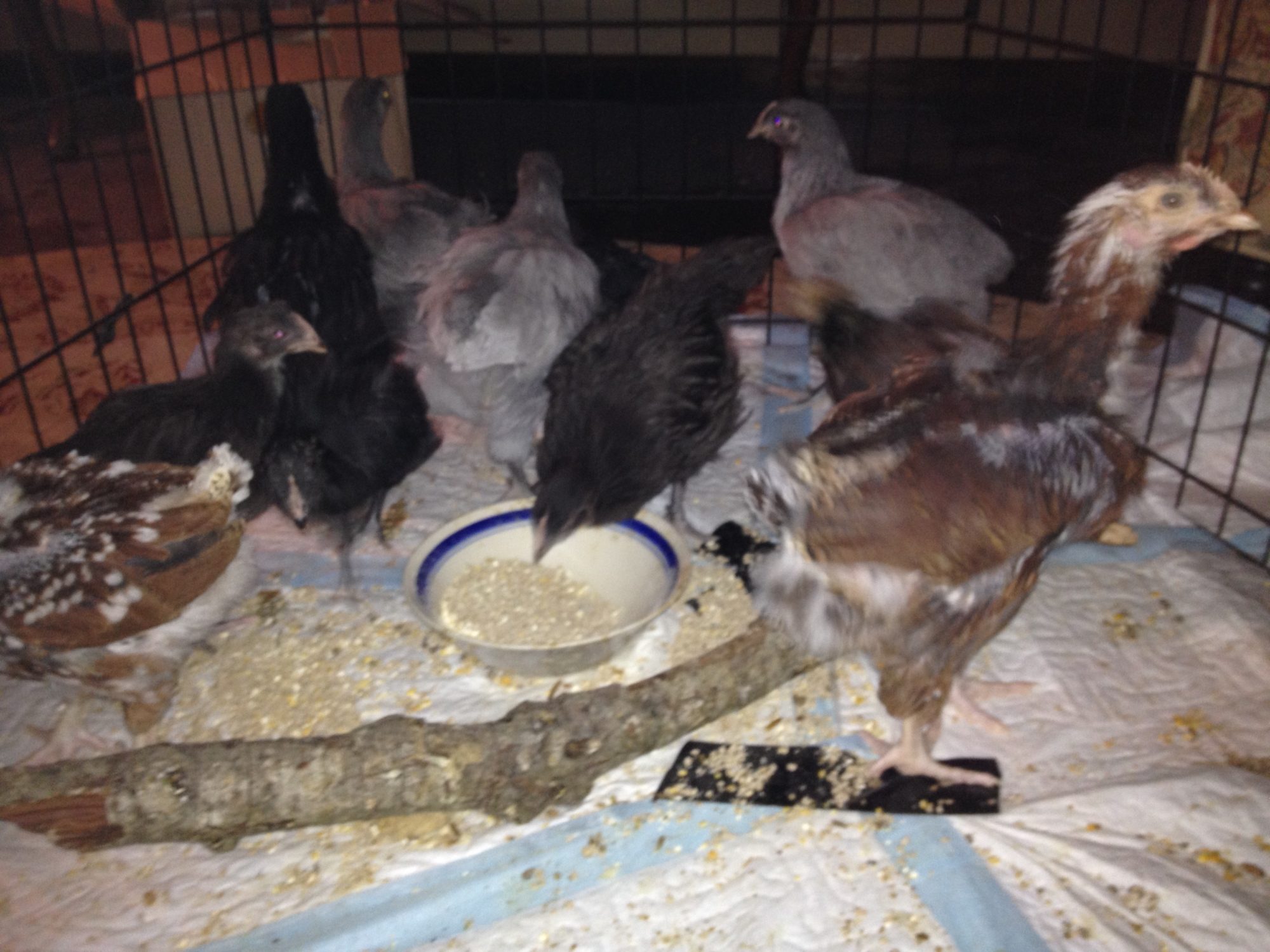 They are just in the ex-pen while I clean their brooder and for a chance to spaz out in more space