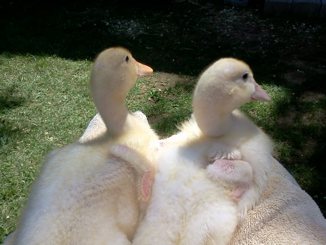 They are just too cute