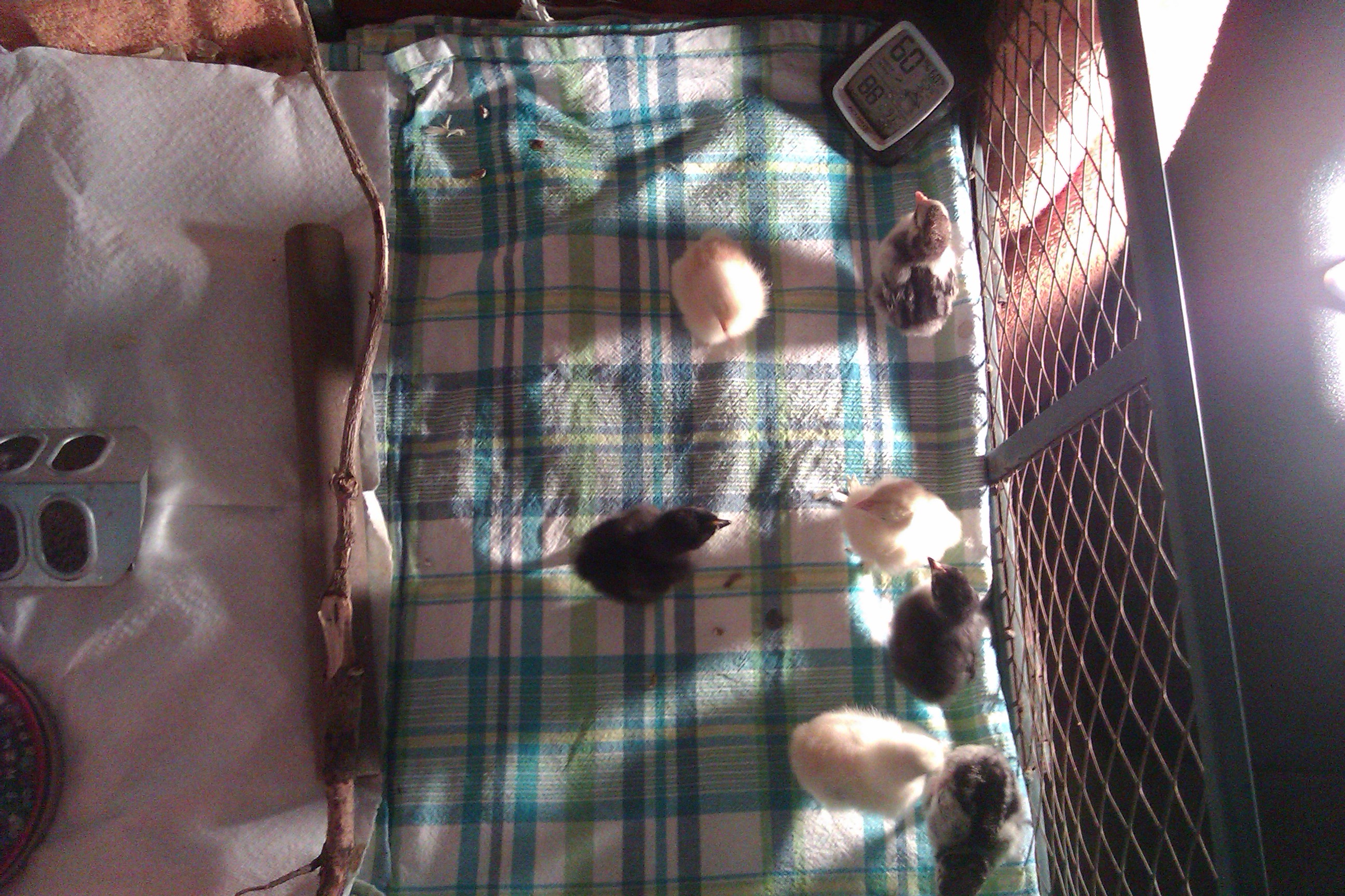 They are rarely huddled together which indicates to me that temps are just right.