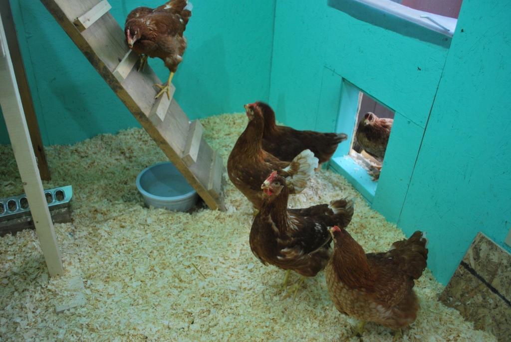 They are so curious- they all ran inside when we were finished with their new and improved rest the second day- they were checking everything out- it was so cute to see