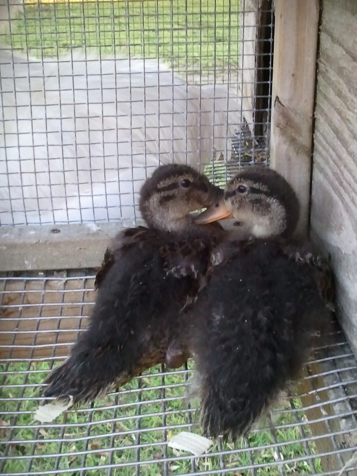 They are so fuzzy !