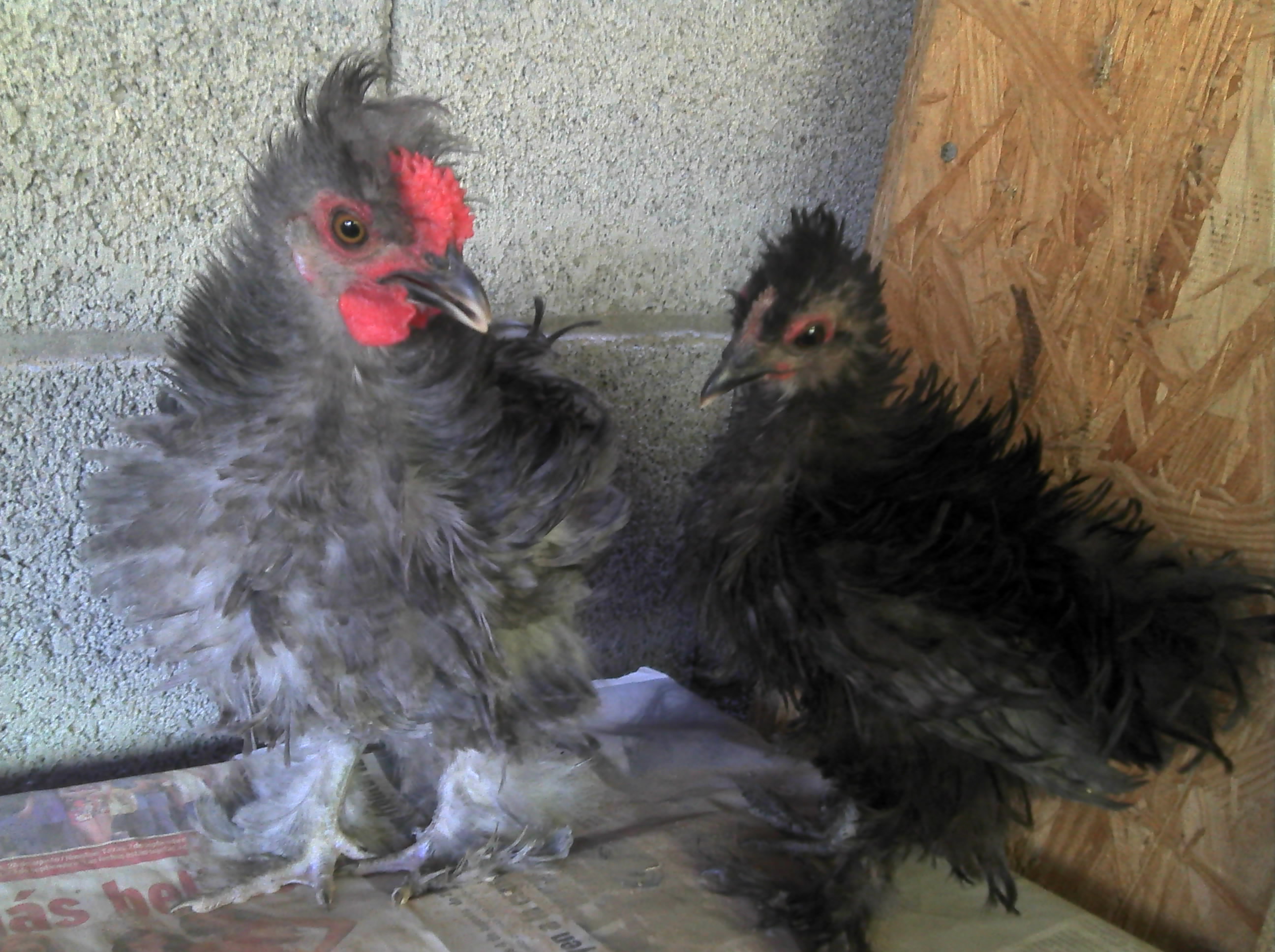 They are so sweet now too i love them. i need to get them some girls.
