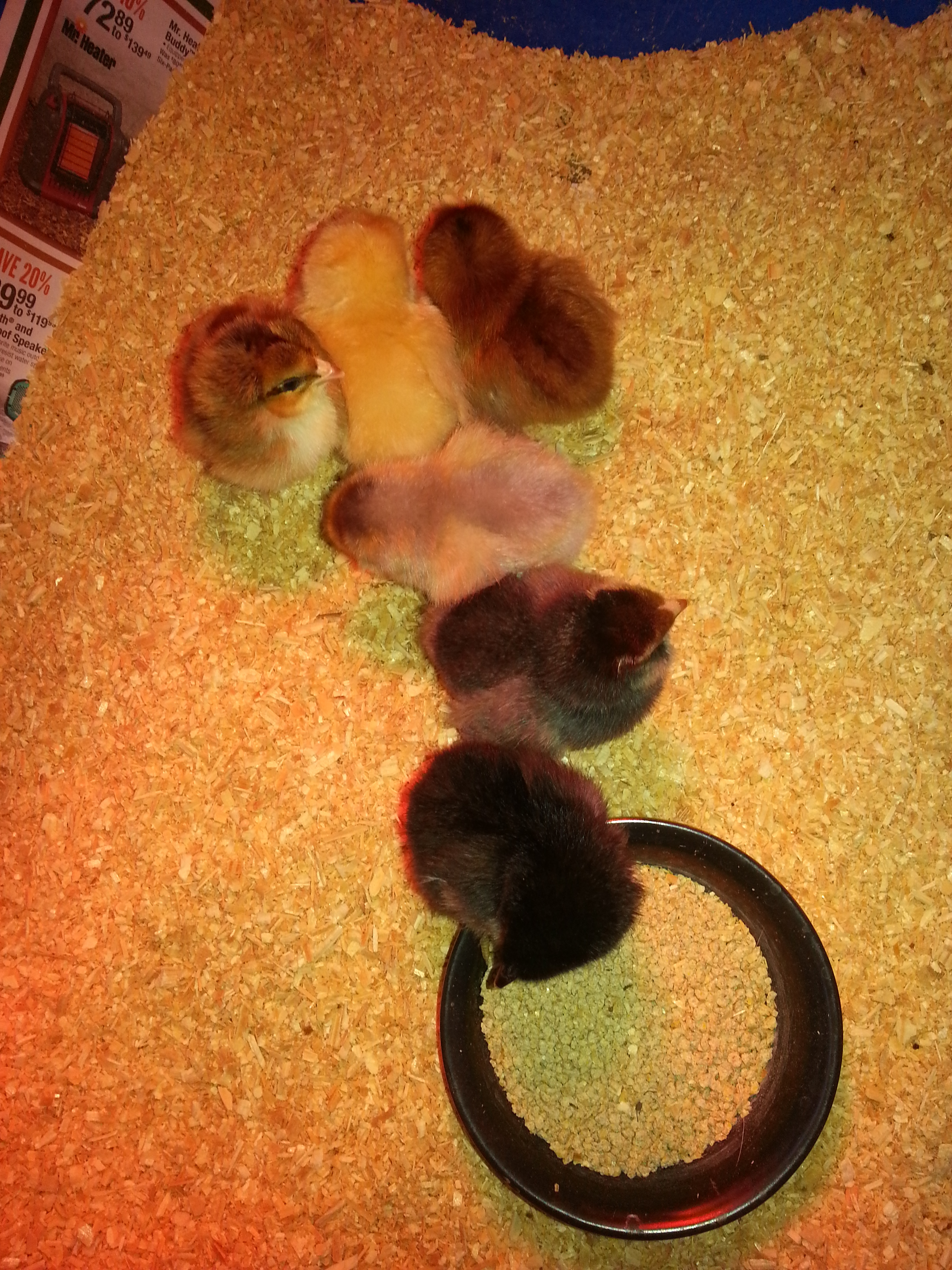 They are so tiny and fuzzy!