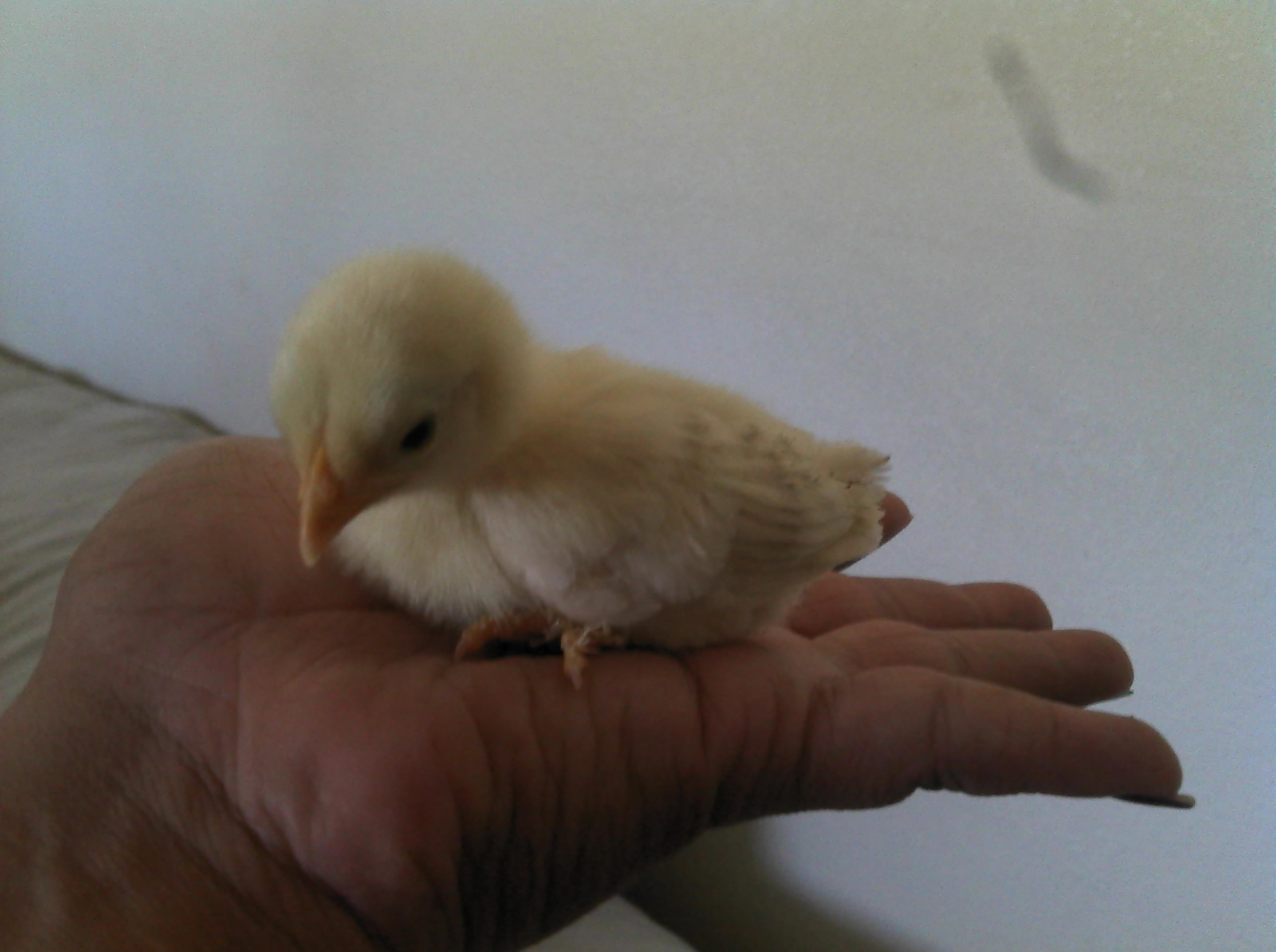 They are so tiny.