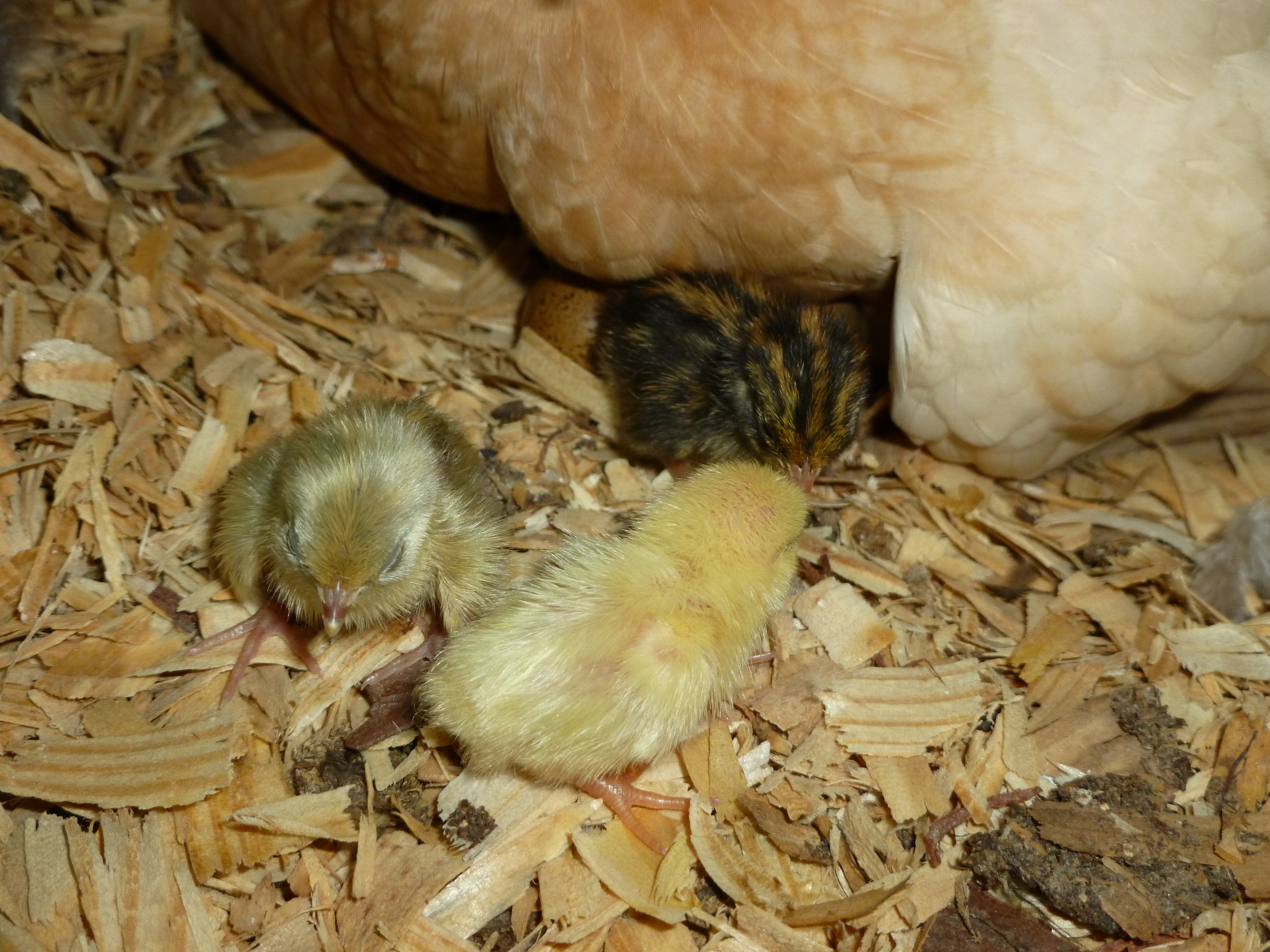 They are so tiny