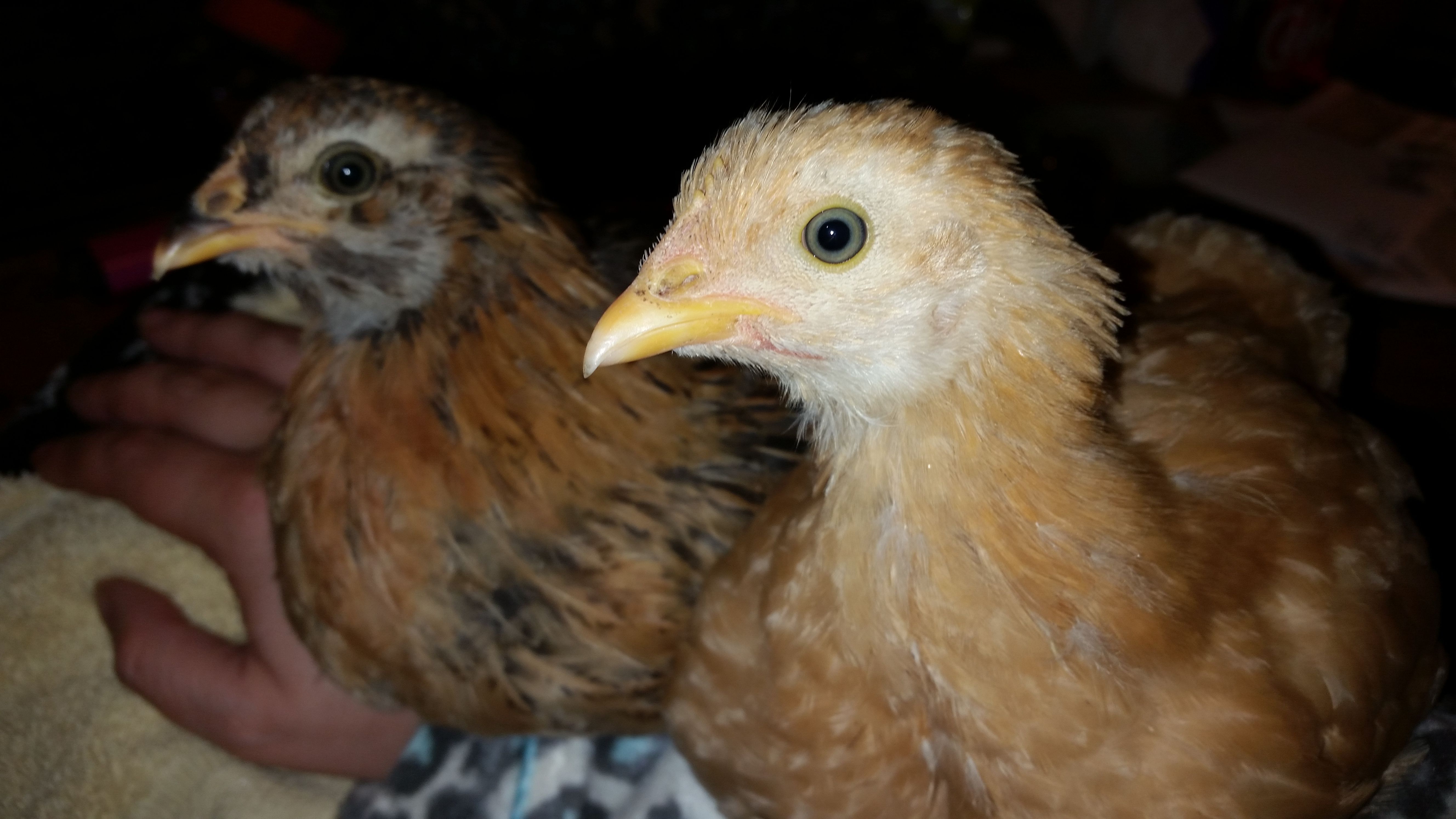 They are starting to look like chickens