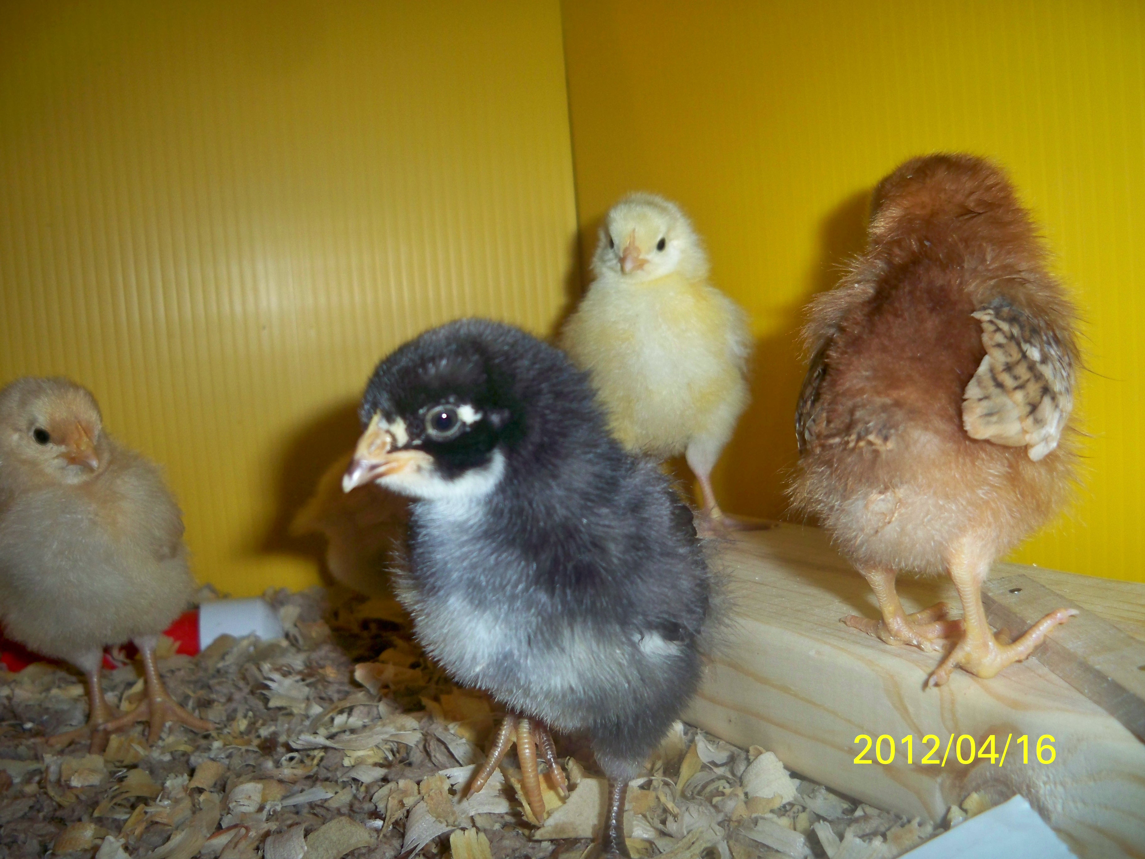 They are taking turns on the little roost I made them.