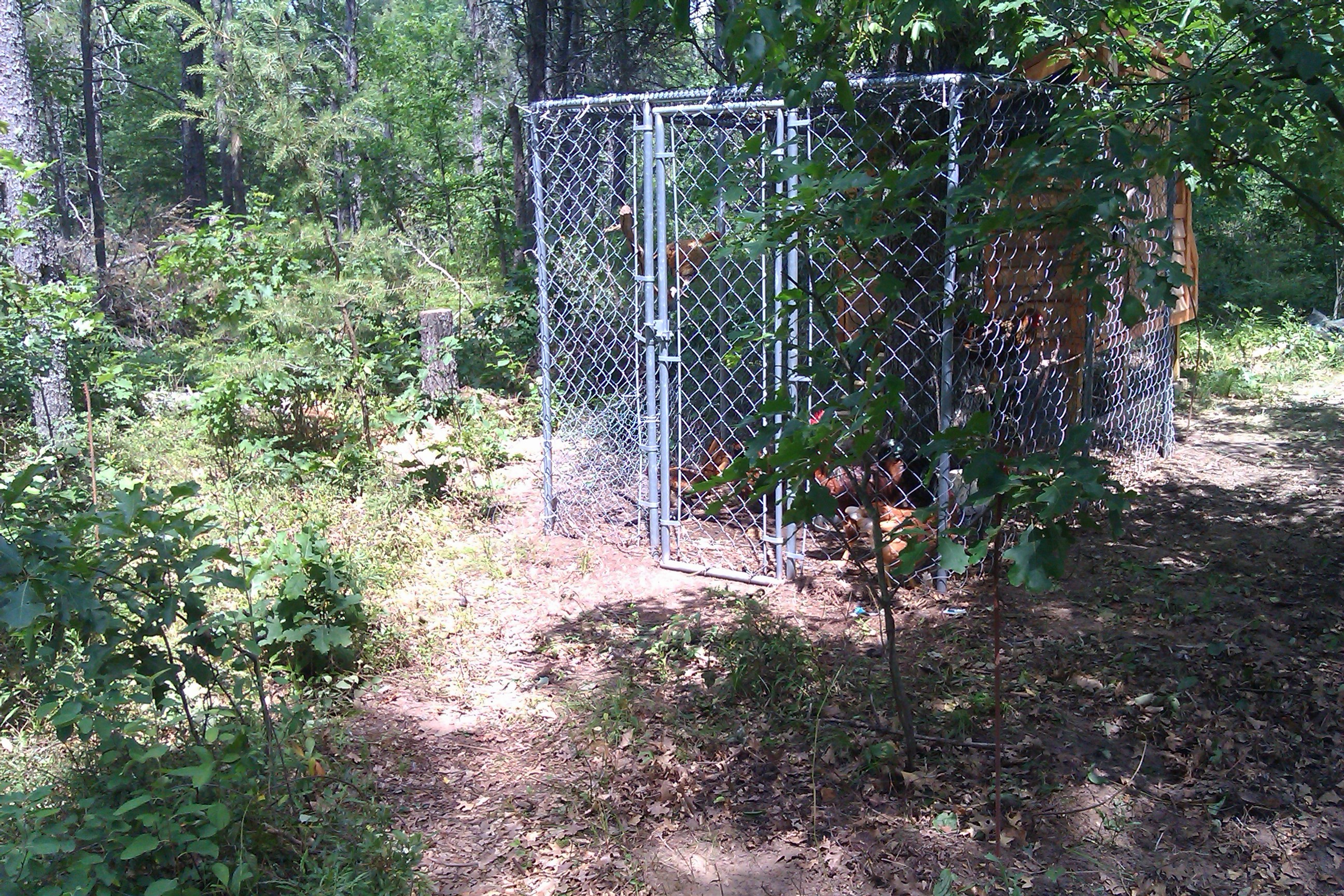 They aren't big fans of the run and miss being free range.