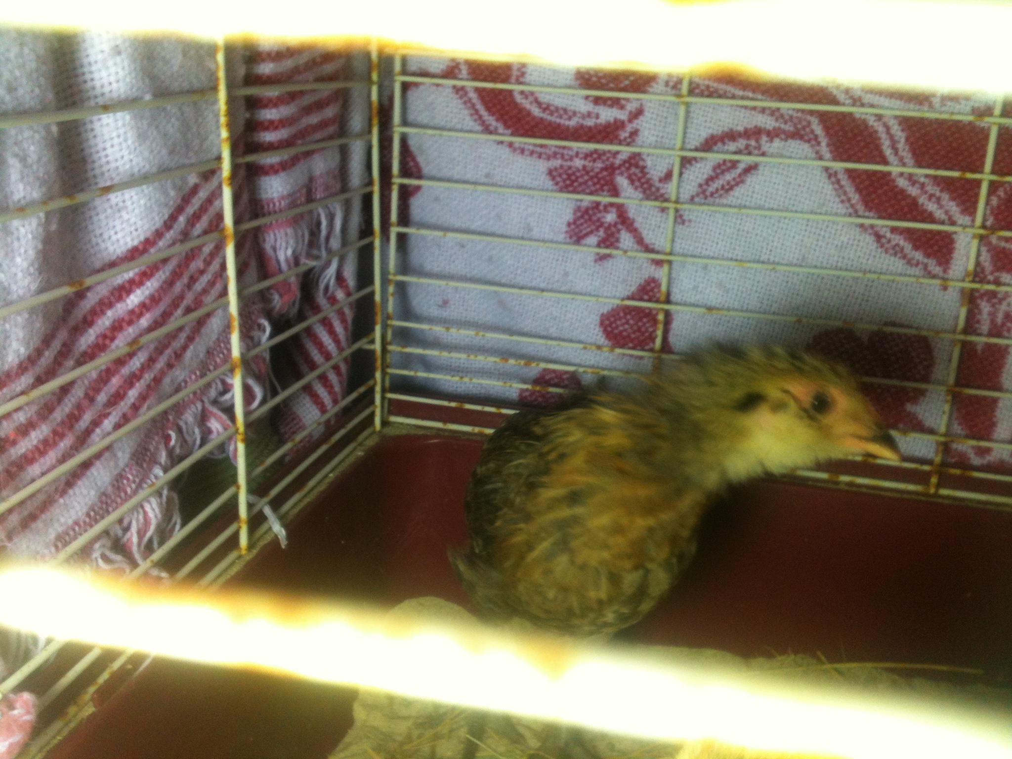 They called this little one Wink. She is 8 weeks old in this photo day 2 at our house. I began treating her eye the first day here at home. Warm soaks and antibiotics. I also began feeding her (all my hens)  a high protein diet. but for Wink she was fed in a separate crate where she could see her sisters, but she could eat at her own speed. At first she  was unable to eat live mealworms. A couple days later she can now gobble them down just like the others. I would treat to mealworms after cleaning her eye so it would be associated with a reward.