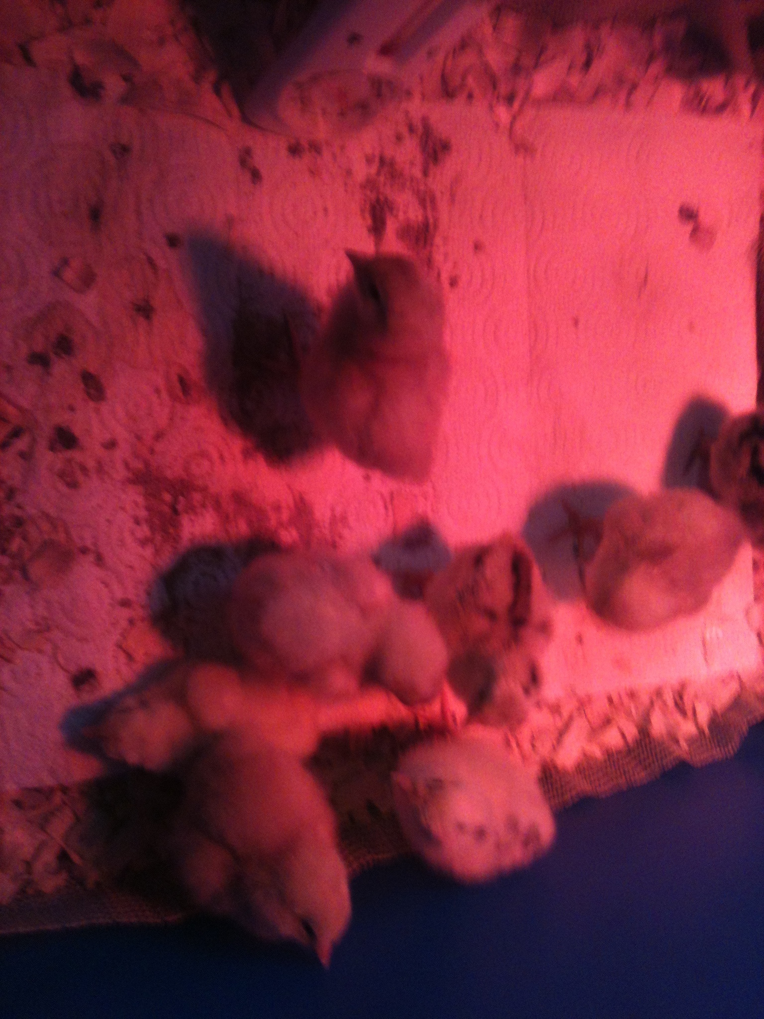they can make a mess....cleanin every 2 hours!!...lol
