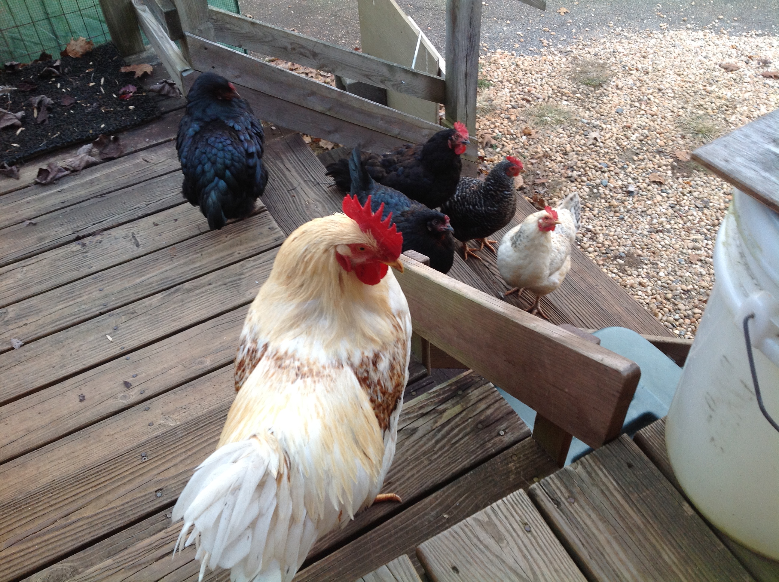 they come on the steps to let me know they want a snack