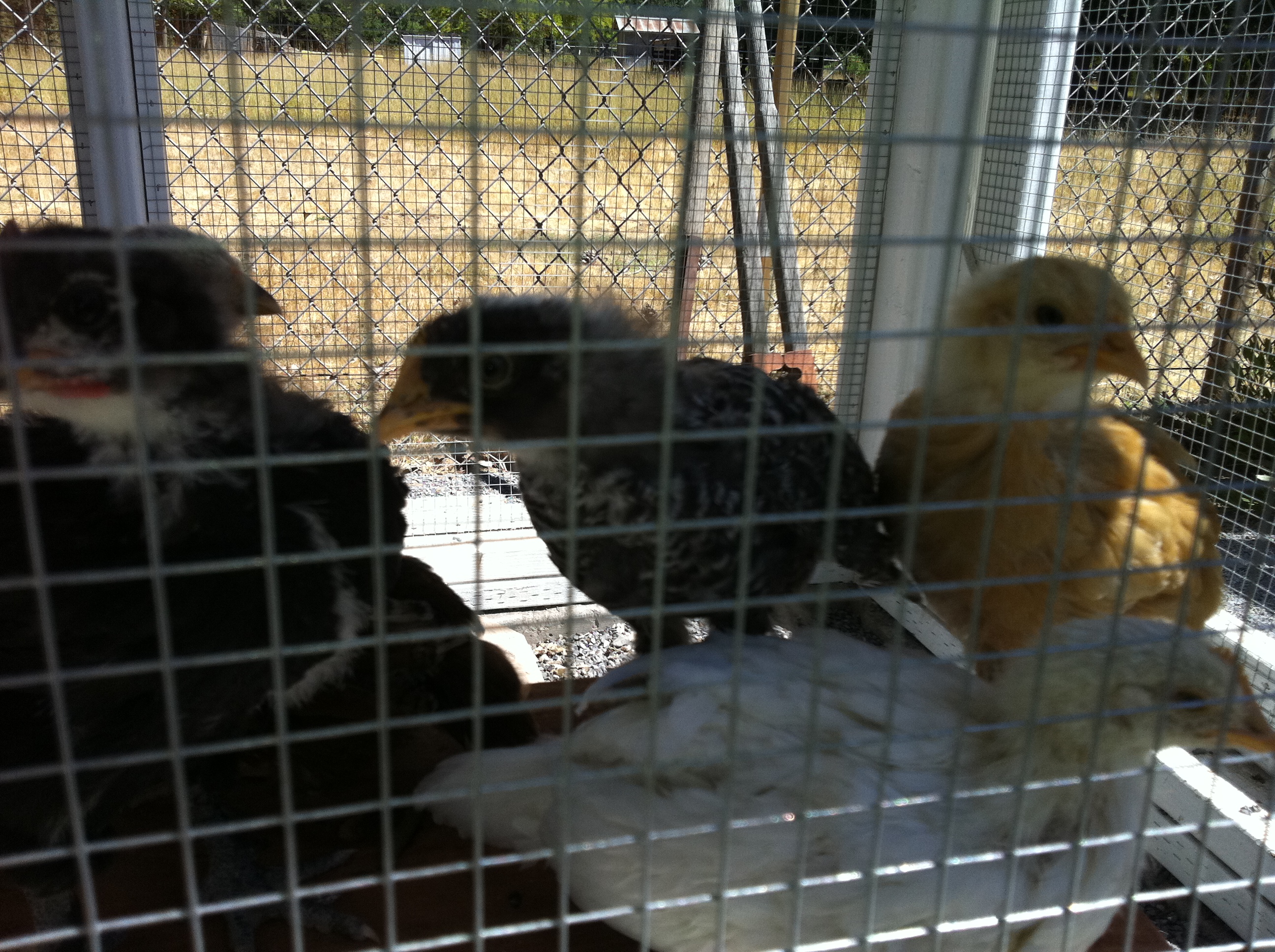They come running when I get to the coop.