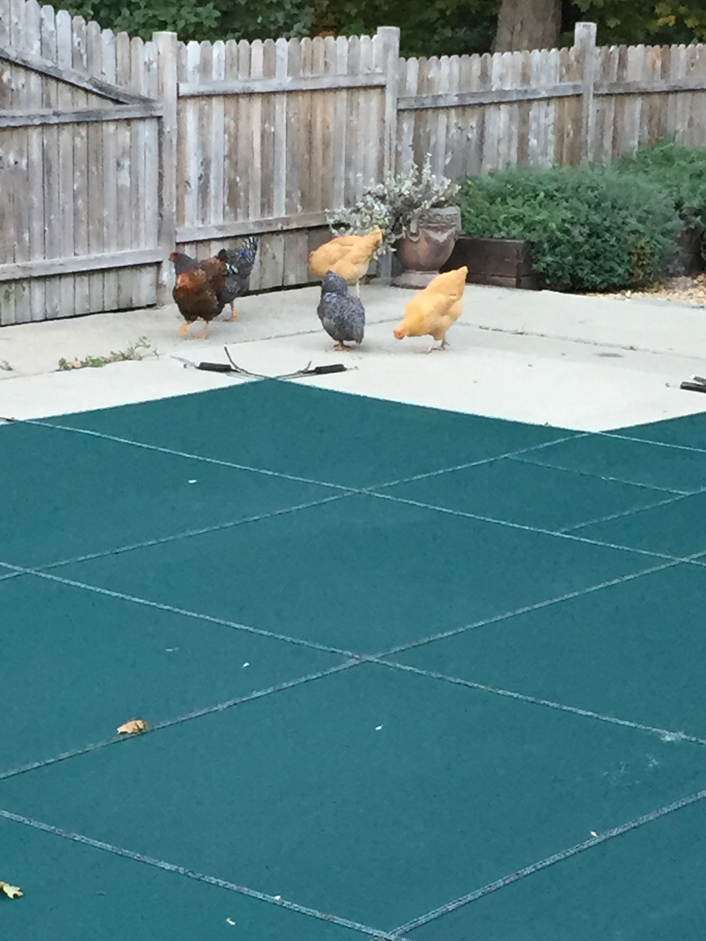 They discovered the pool area.