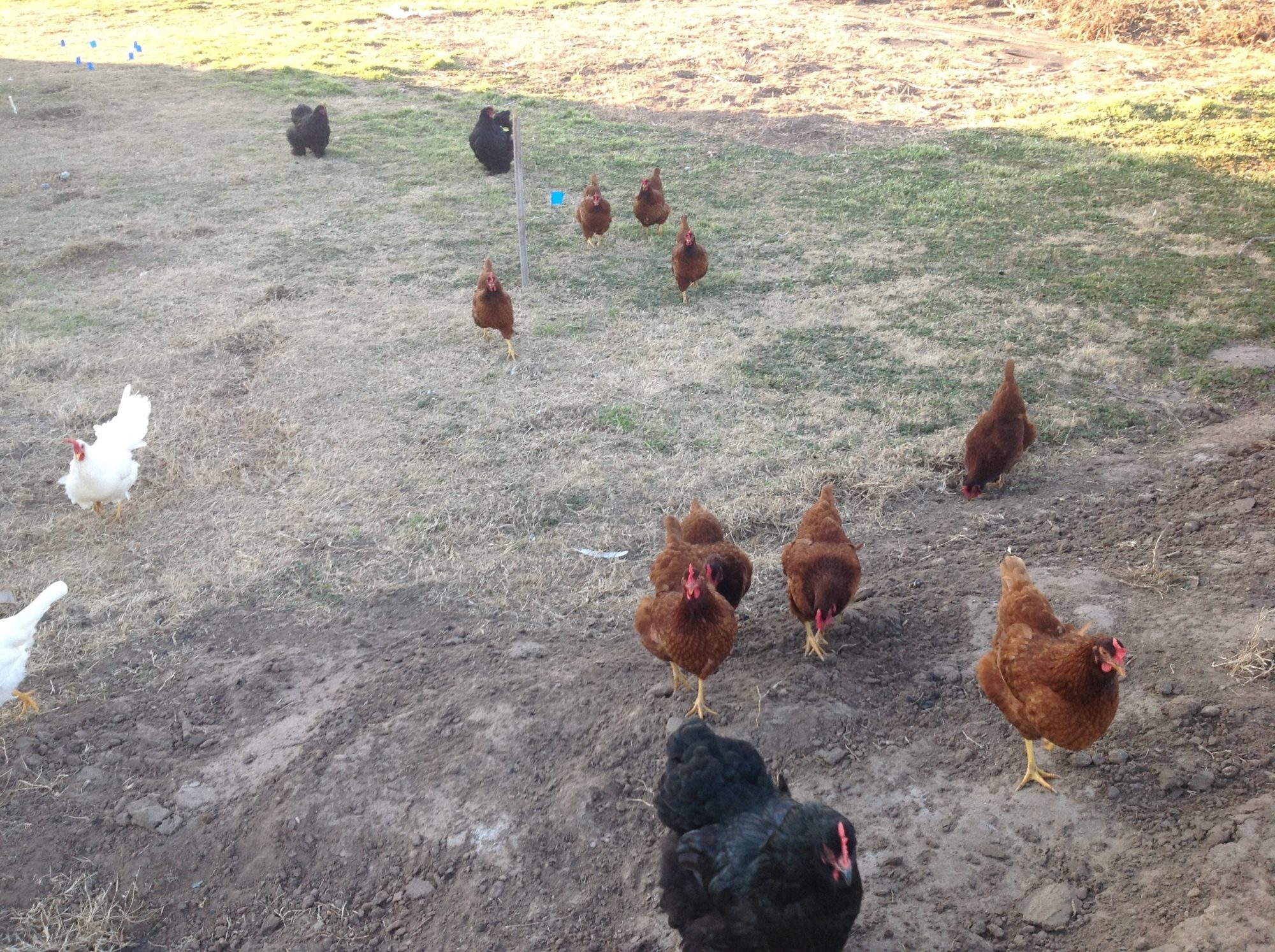 They follow me everywhere....