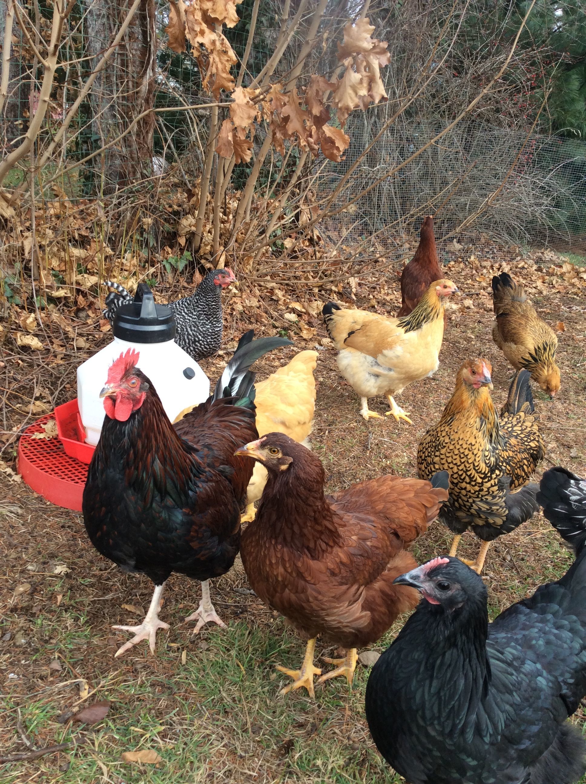 They got big so fast. The Roo's had to go unfortunately but my neighbors are happier as are the hens.