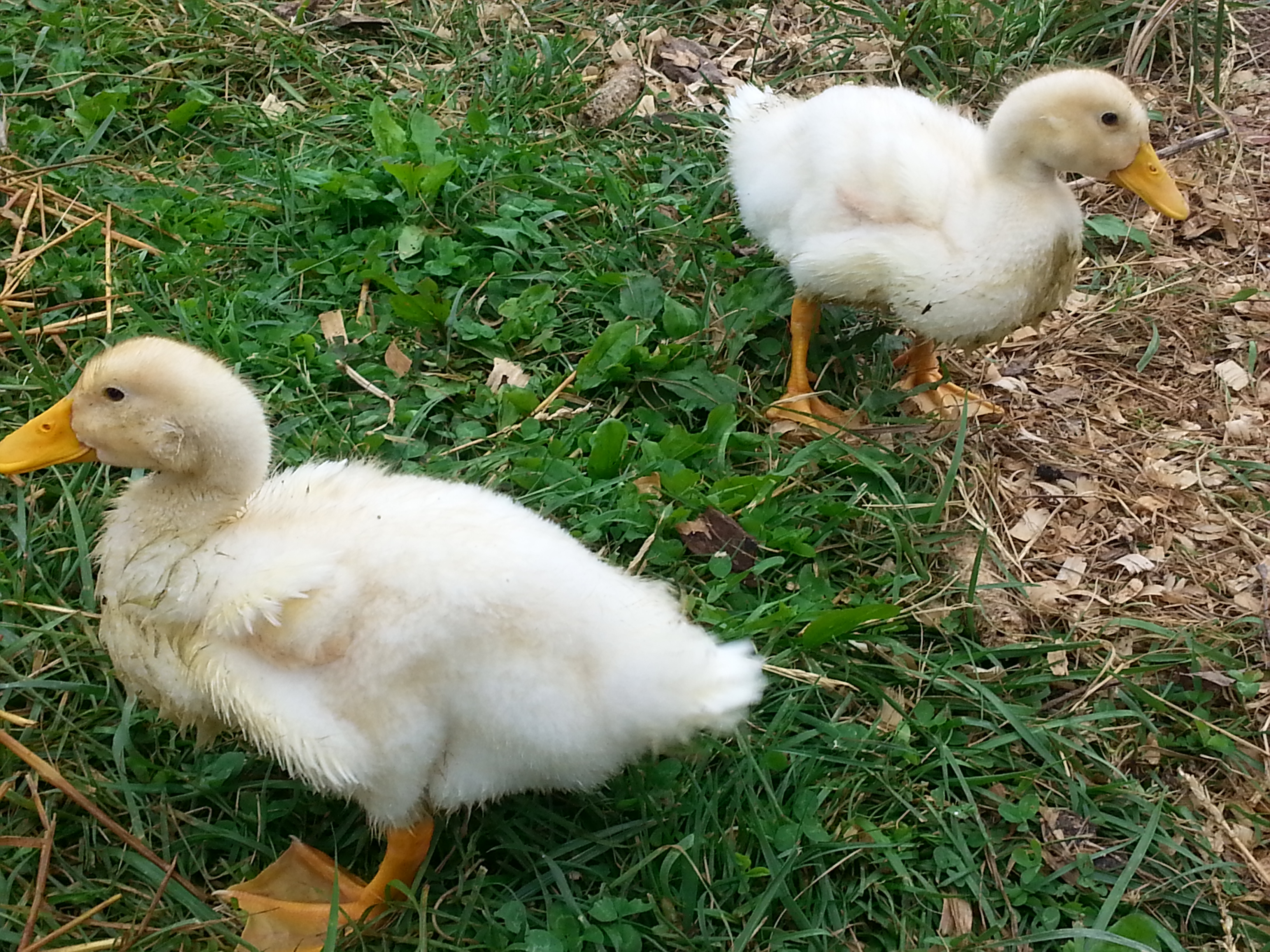 they grow so fast!