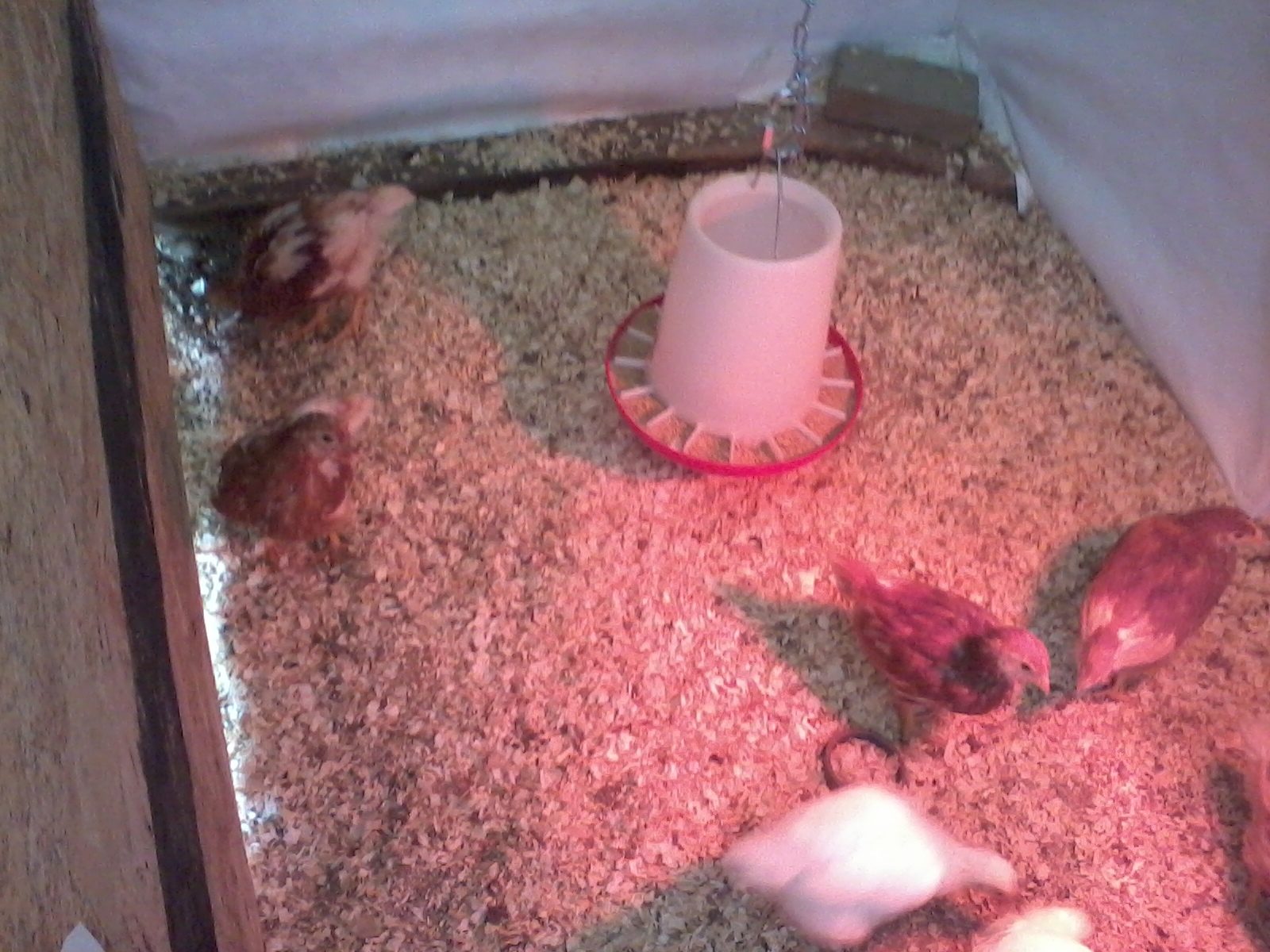 They have made it to the coop! Well part of it anyway. (4 Weeks)