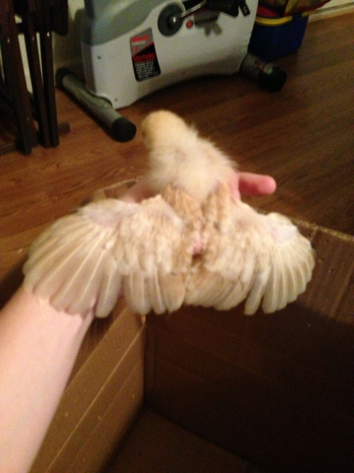 They have WINGS!!!!