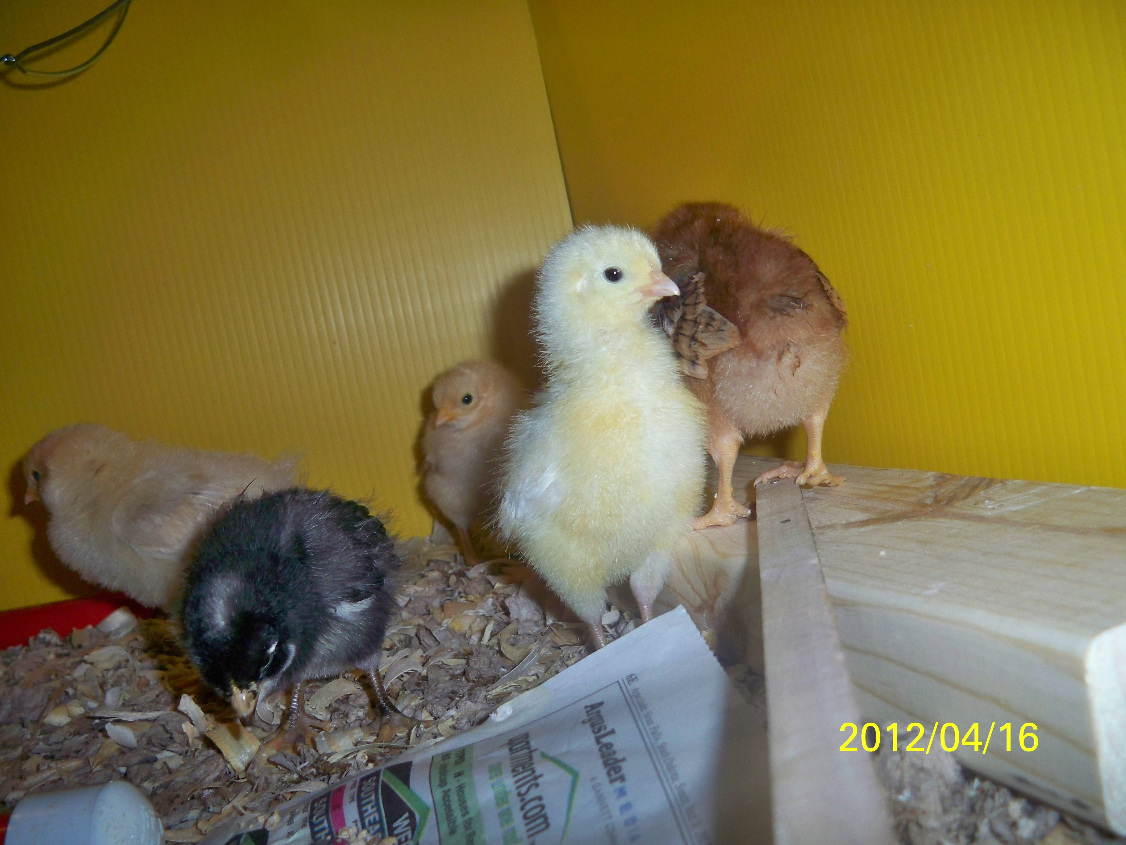 They keep themselves busy by just pecking everything in site