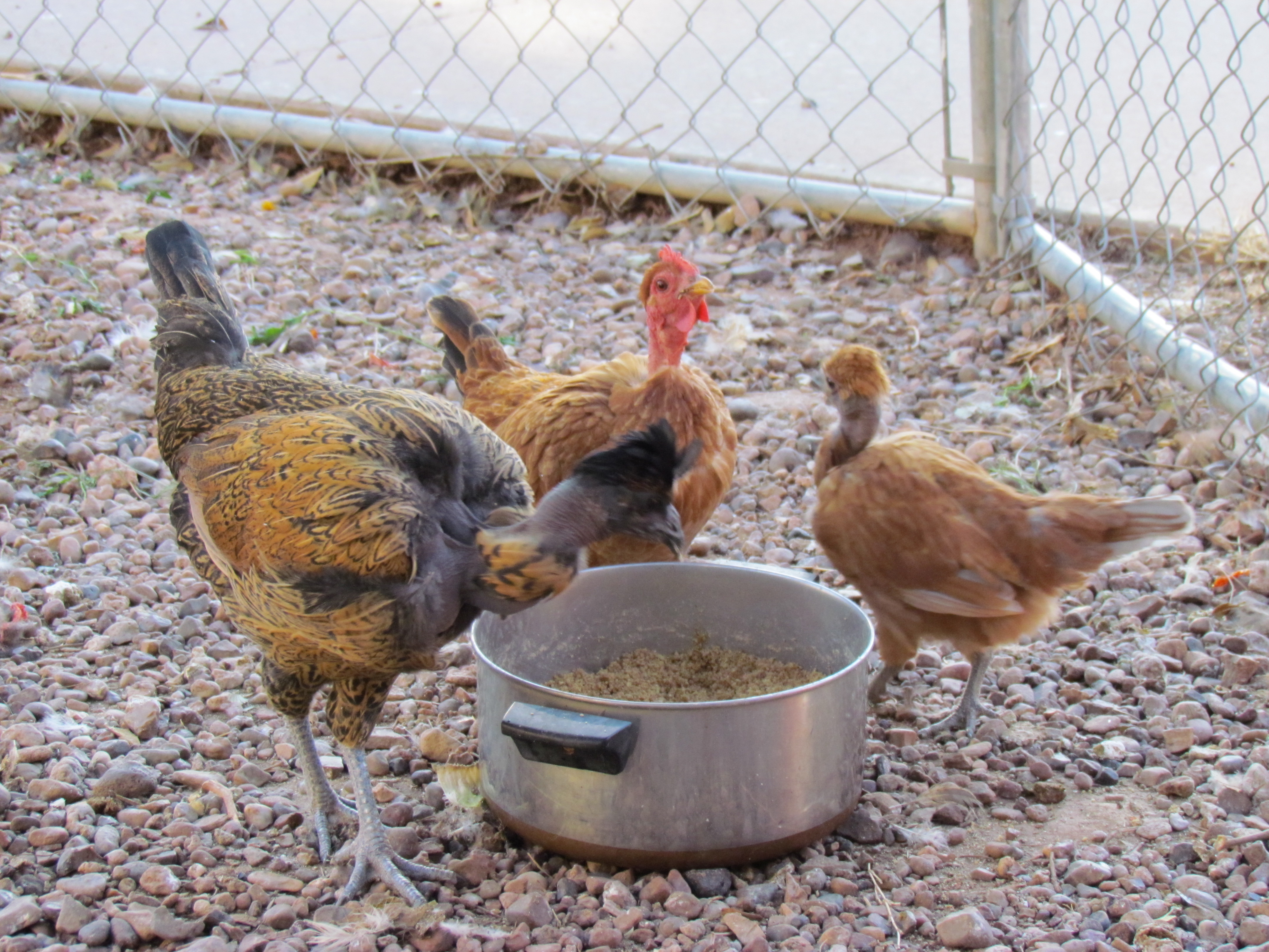 They like fermented ECV feed