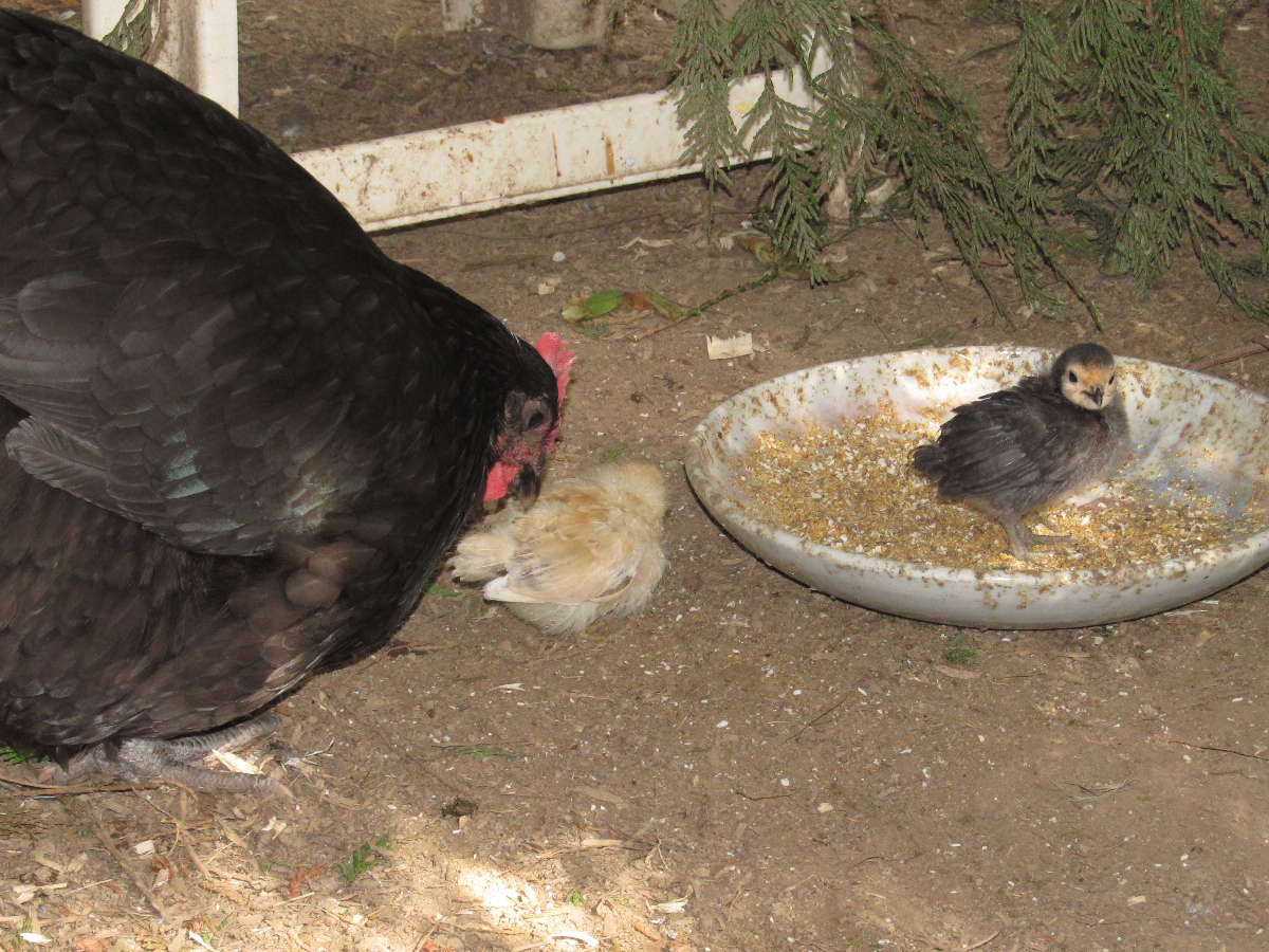 They like it better IN the food!