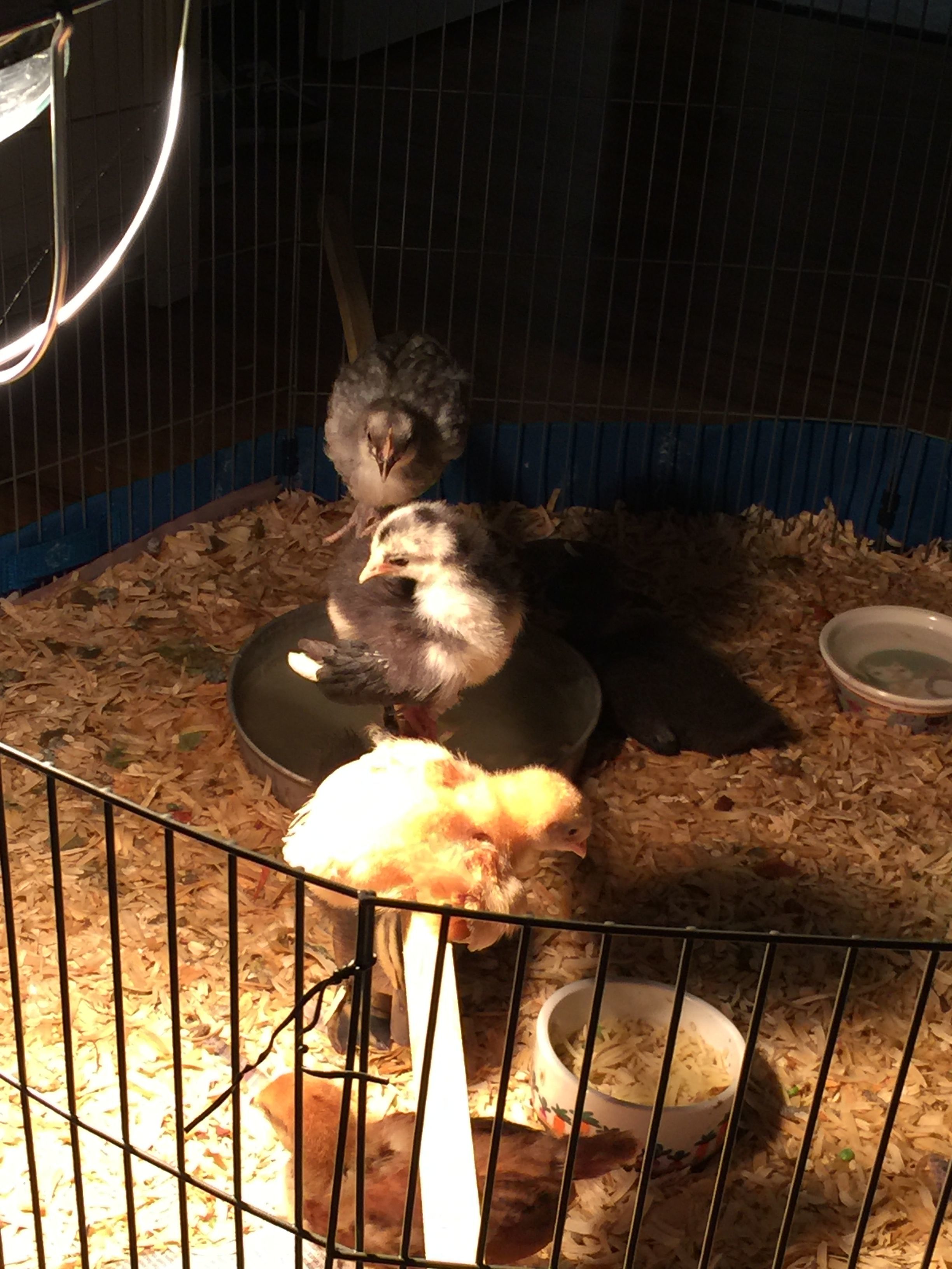 They like it up there.